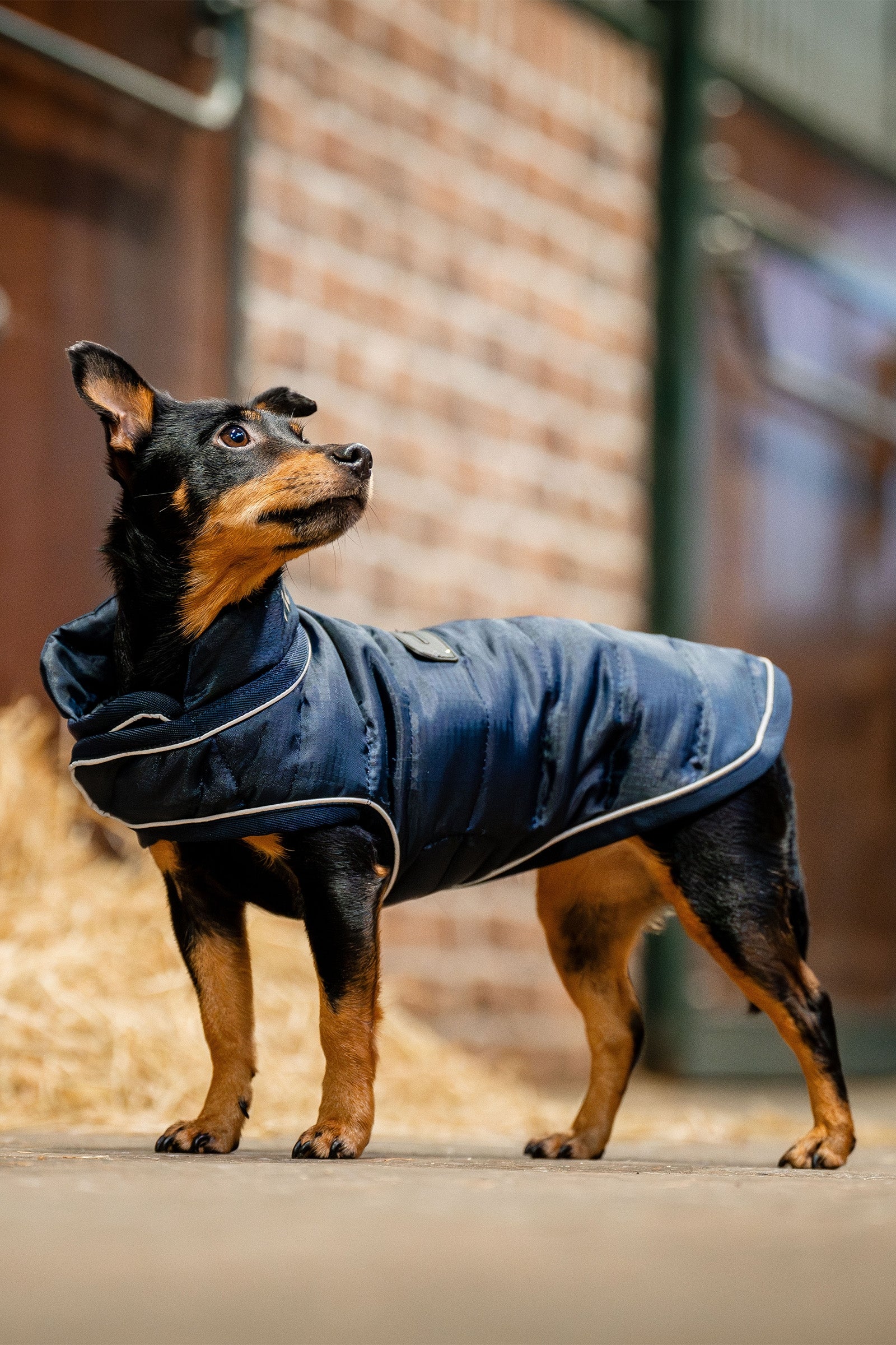 horseware hundemantel Signature Hundemantel Navy XXS – horze