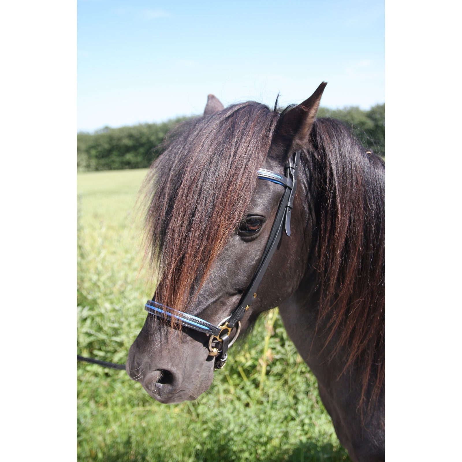 Karlslund New style noseband Bridles & Reins
