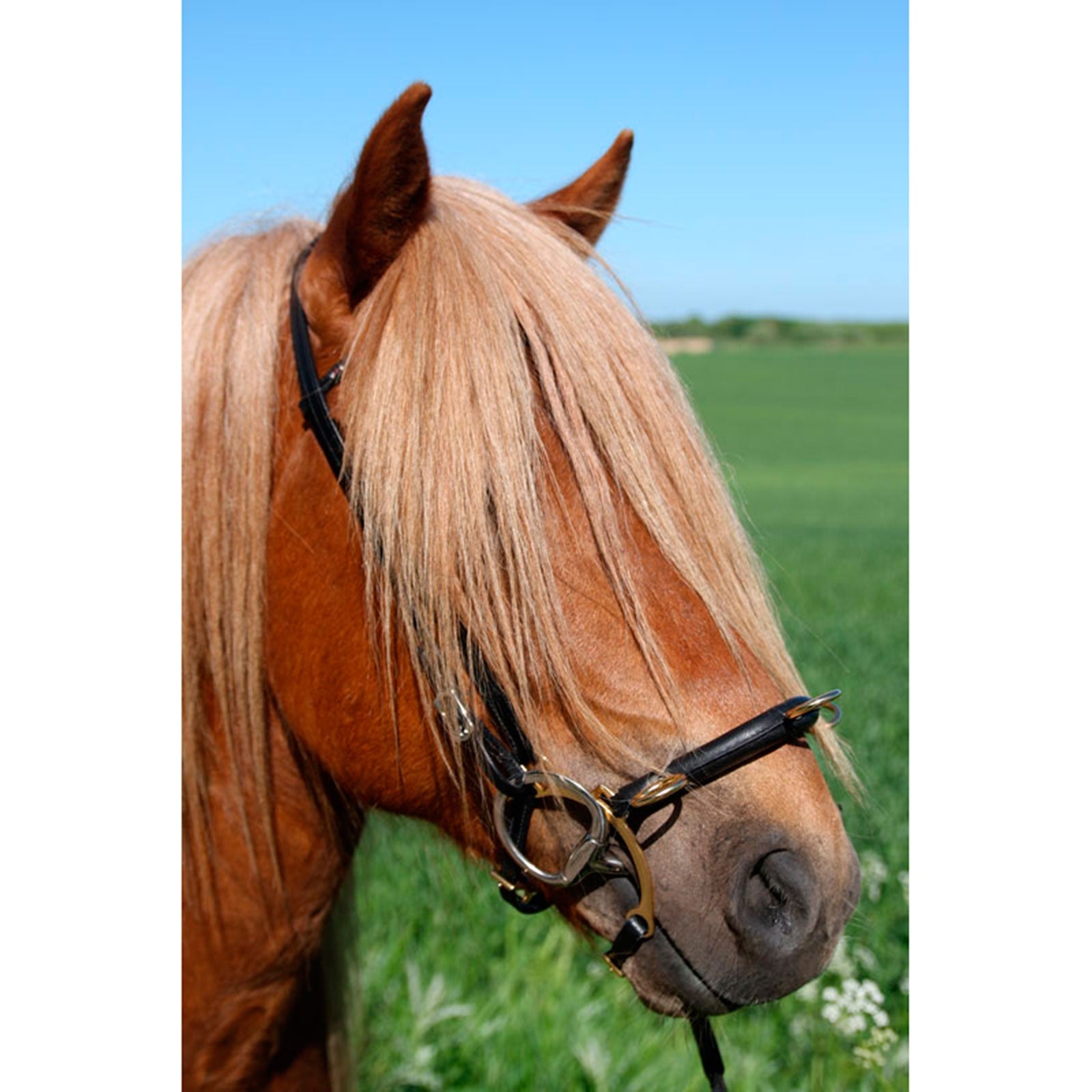 Karlslund Riding kapsun w. bar Horse Training