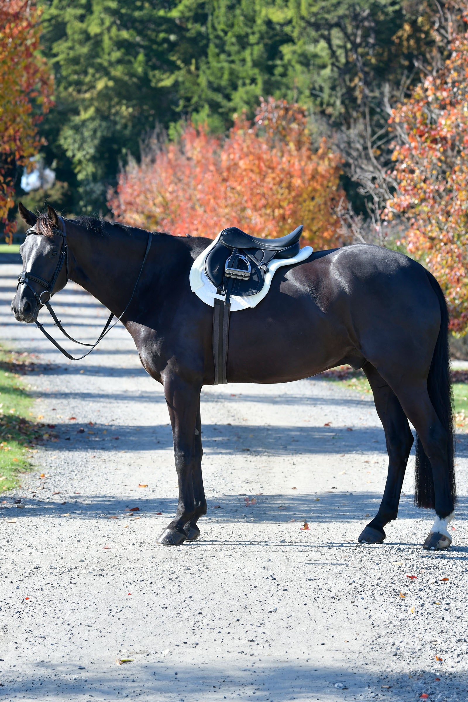 Weatherbeeta Prime Comfy Fleece Numnah Saddle Pads
