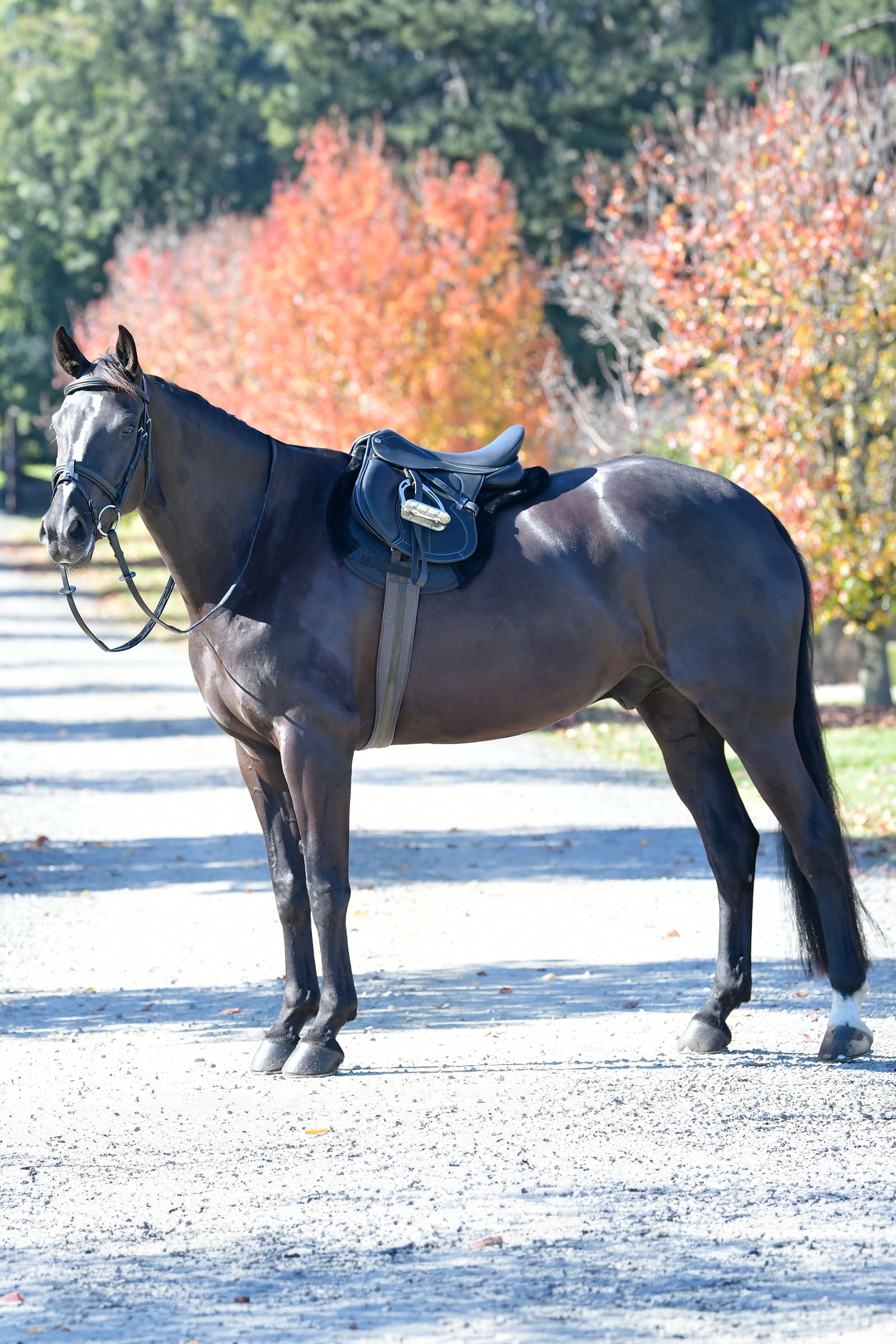 Weatherbeeta Prime Comfy Fleece Numnah Saddle Pads