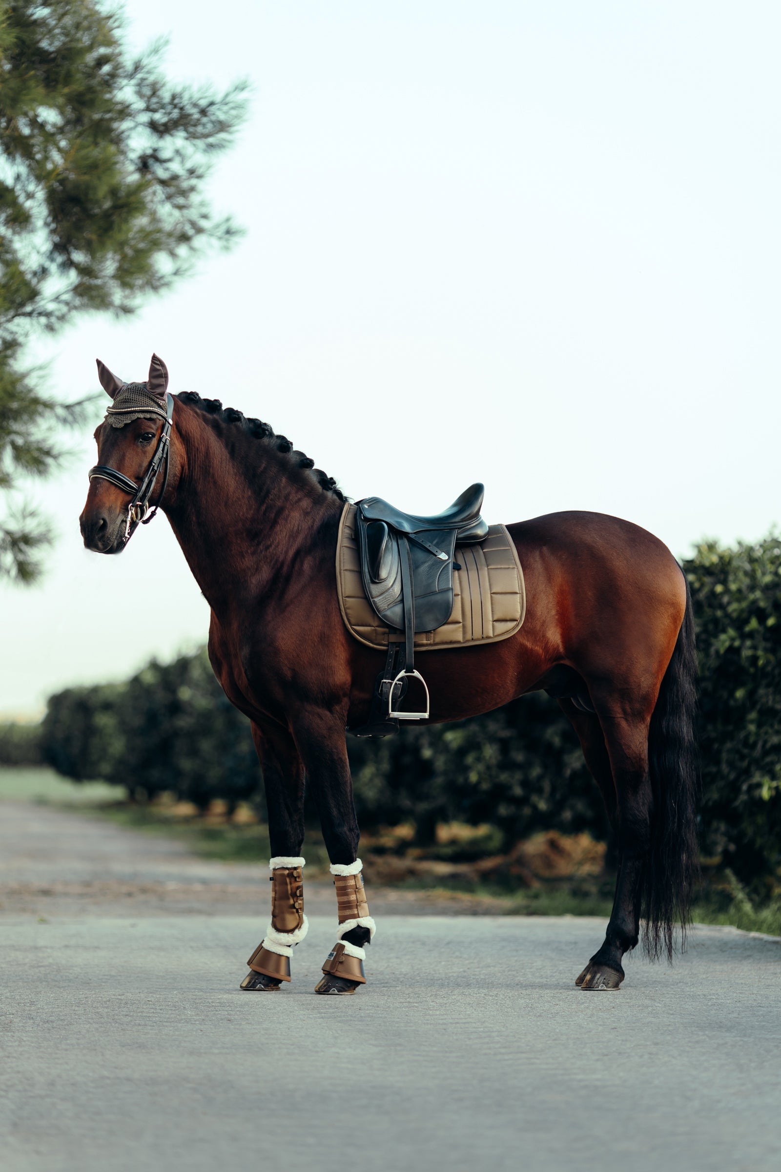 B Vertigo Drew Dressage Saddle Pad Saddle Pads