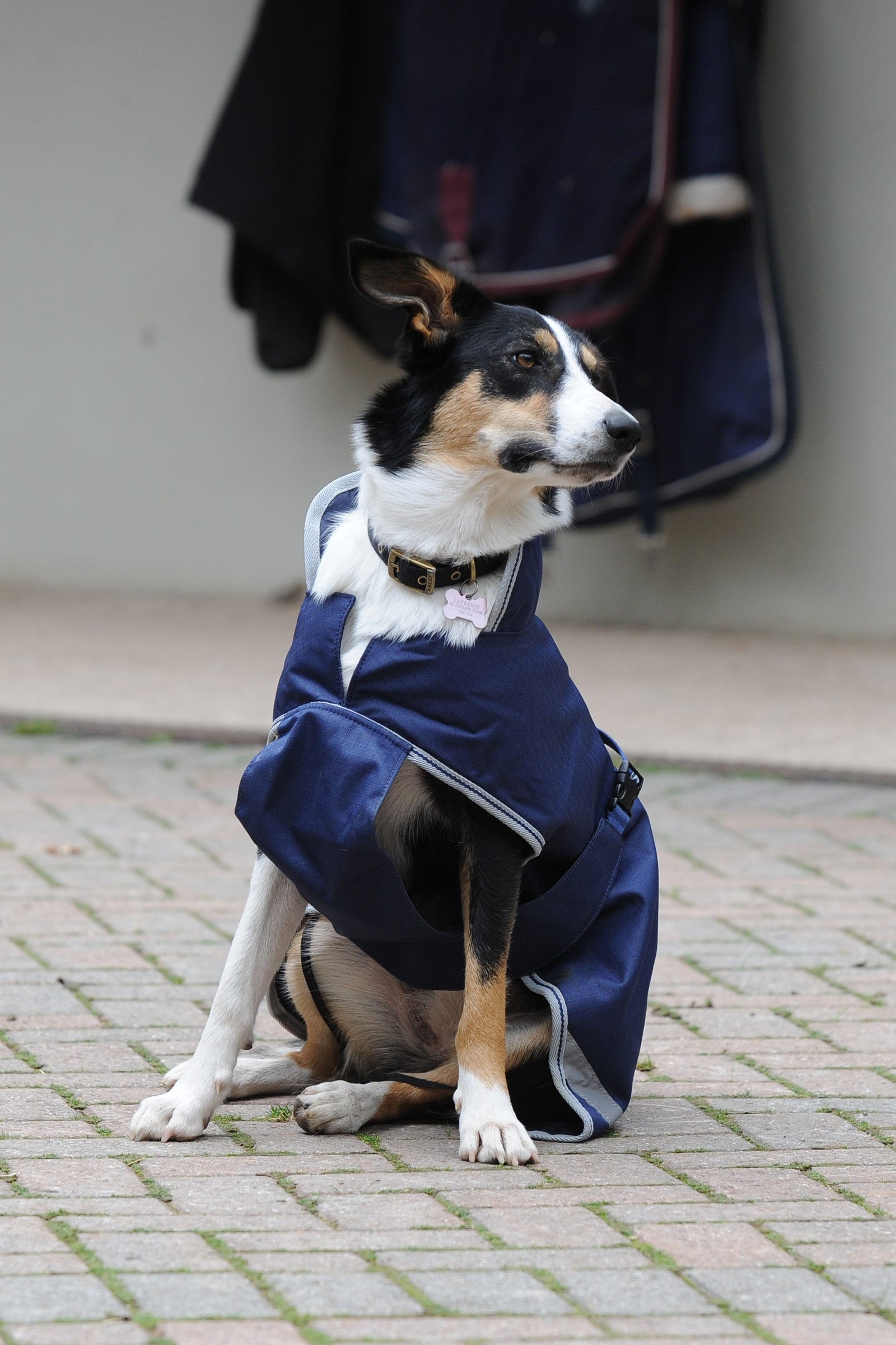 Bucas Freedom Dog Rug, 300g (50-75 cm) Dog Accesories