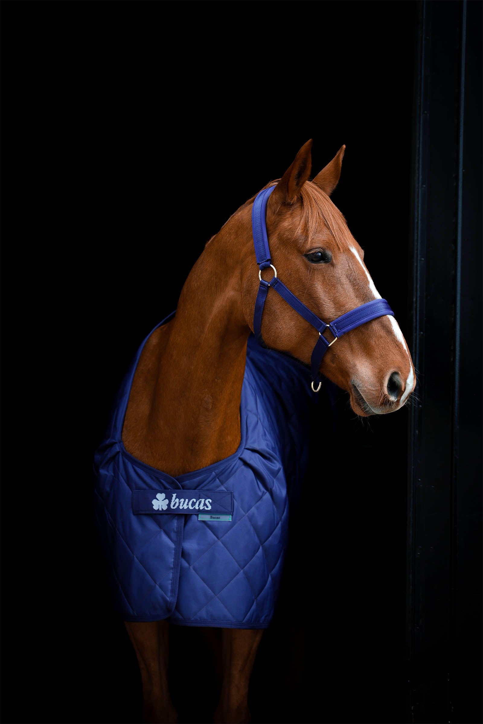 Bucas Cosy Stable Rug Horse Rugs