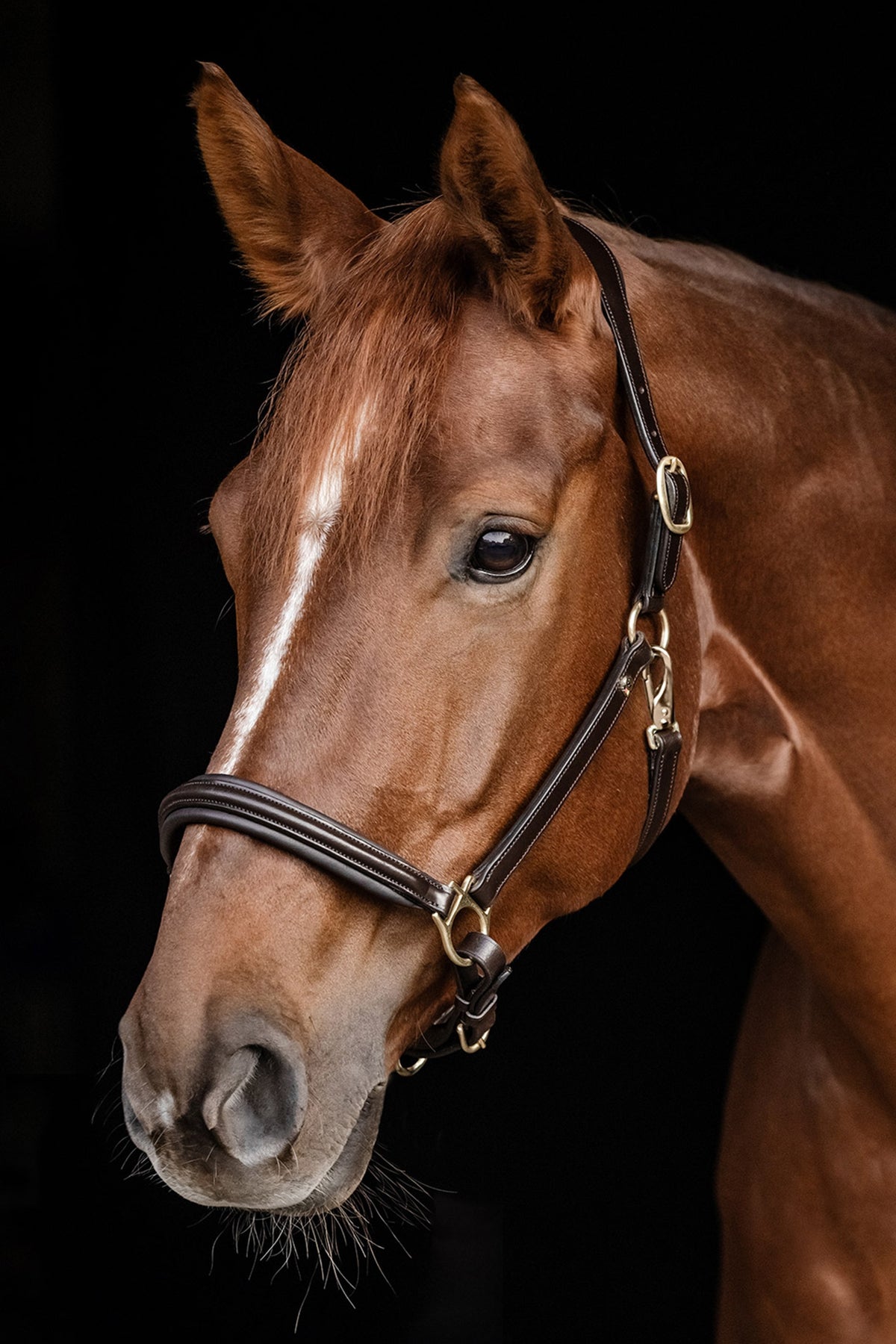 Waldhausen Classy S-Line Halter Halters & Leads
