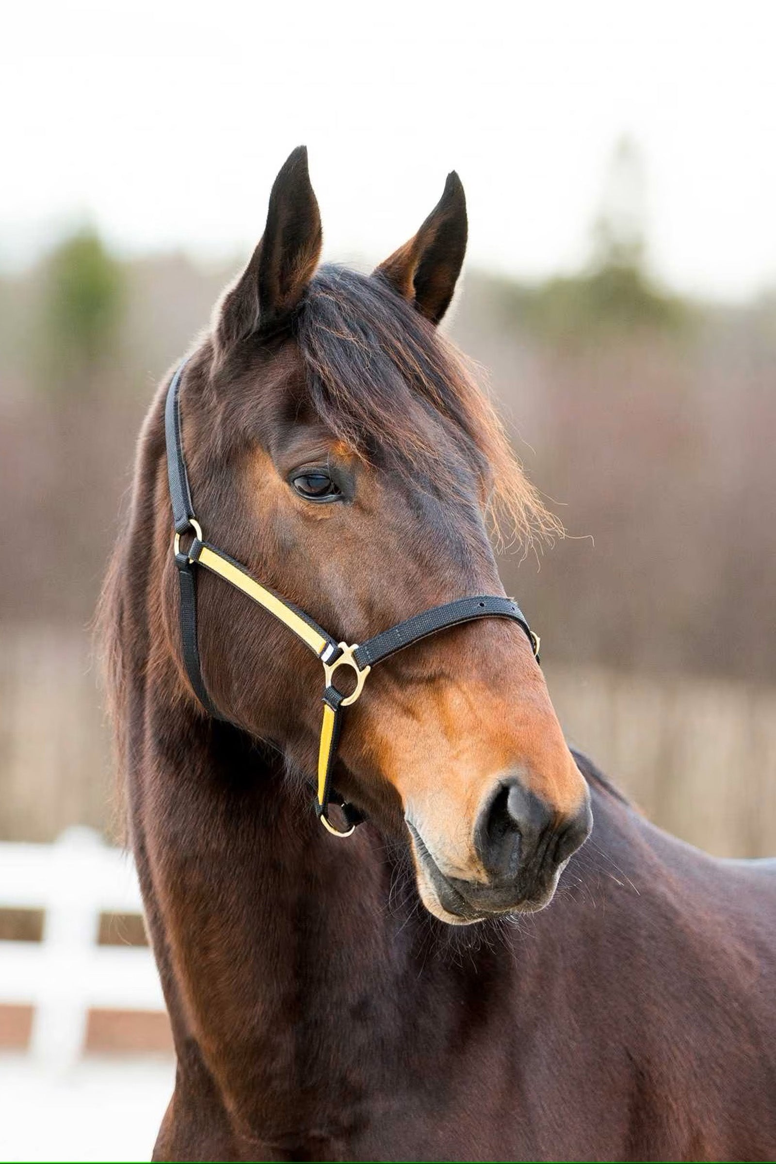 Finntack Yankee Nylon-Halfter, 20mm, offene Nase Halfter & Stricke