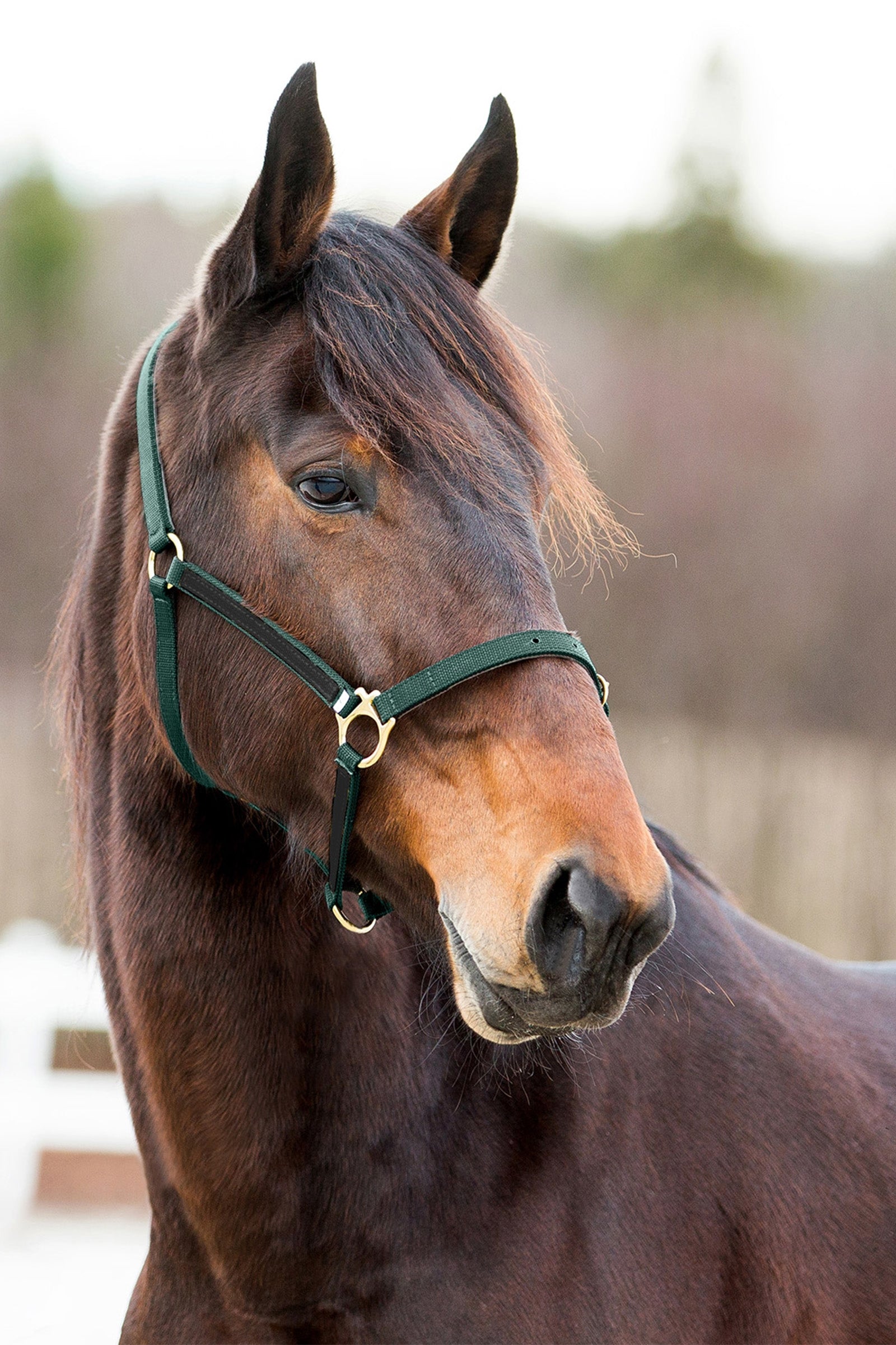 Finntack Yankee Nylon-Halfter, 20mm, offene Nase Halfter & Stricke