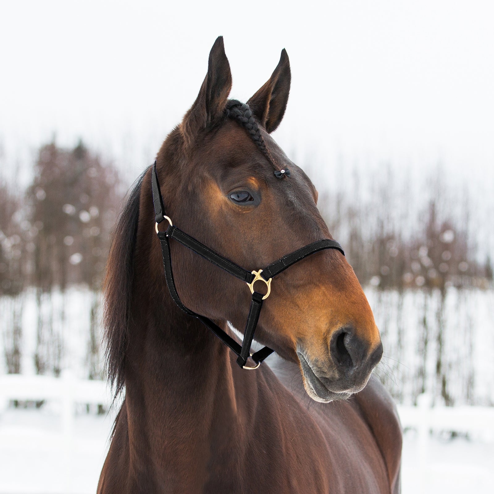 Finntack Yankee Nylon-Halfter, 20mm Halfter & Stricke