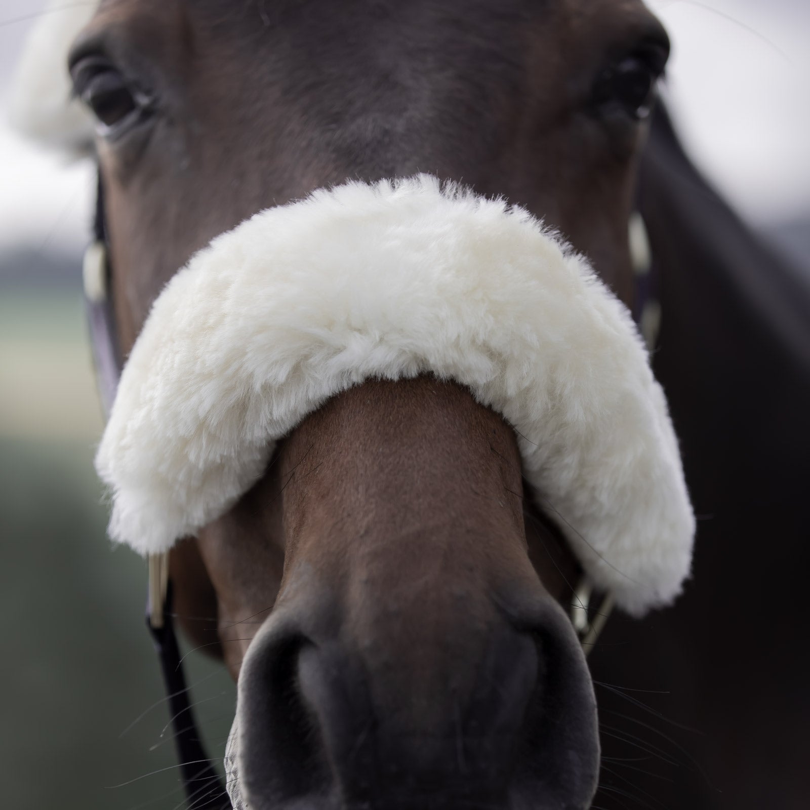 B Vertigo Laurier Halter with Sheepskin Halters & Leads