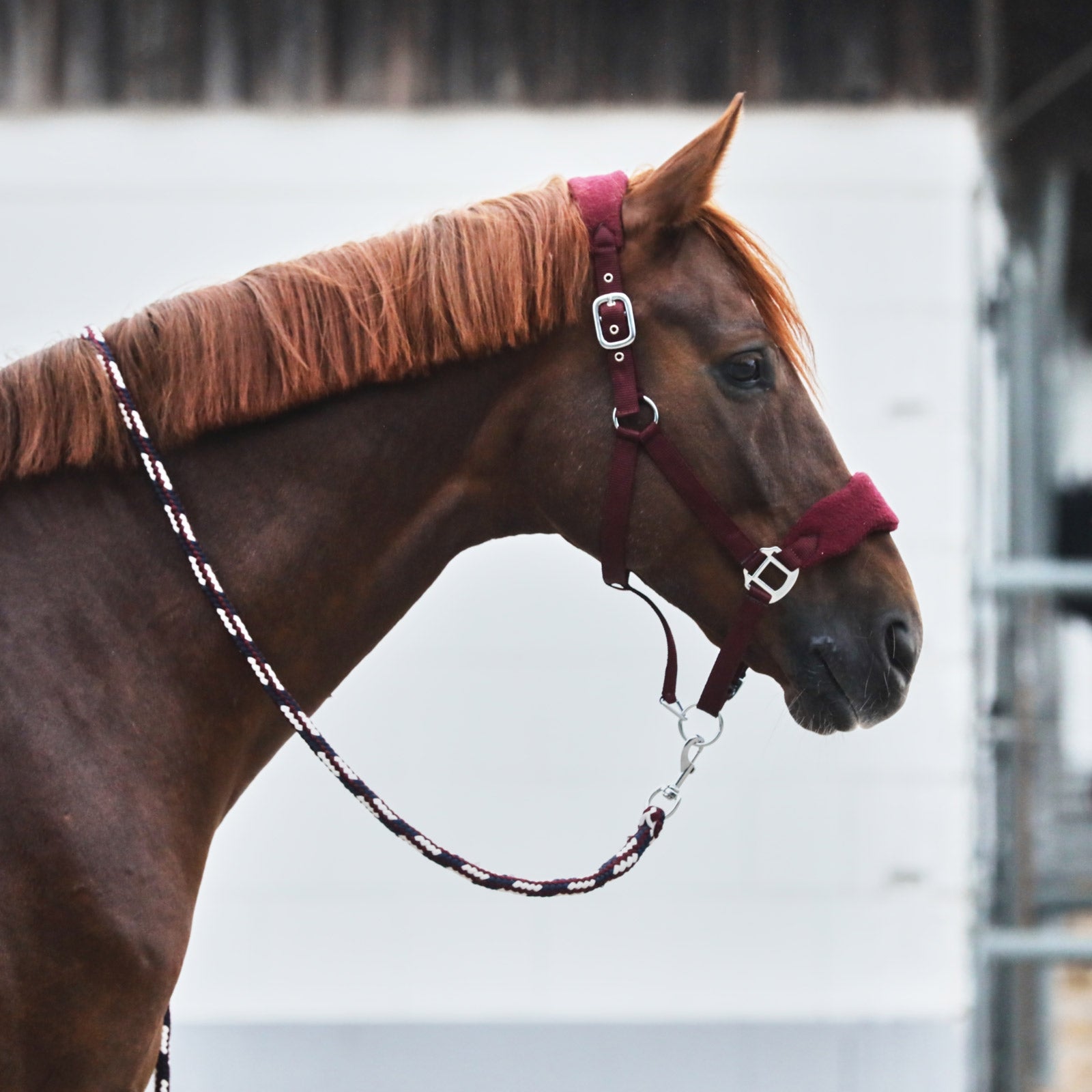 Horze Kiel Lead Halters & Leads