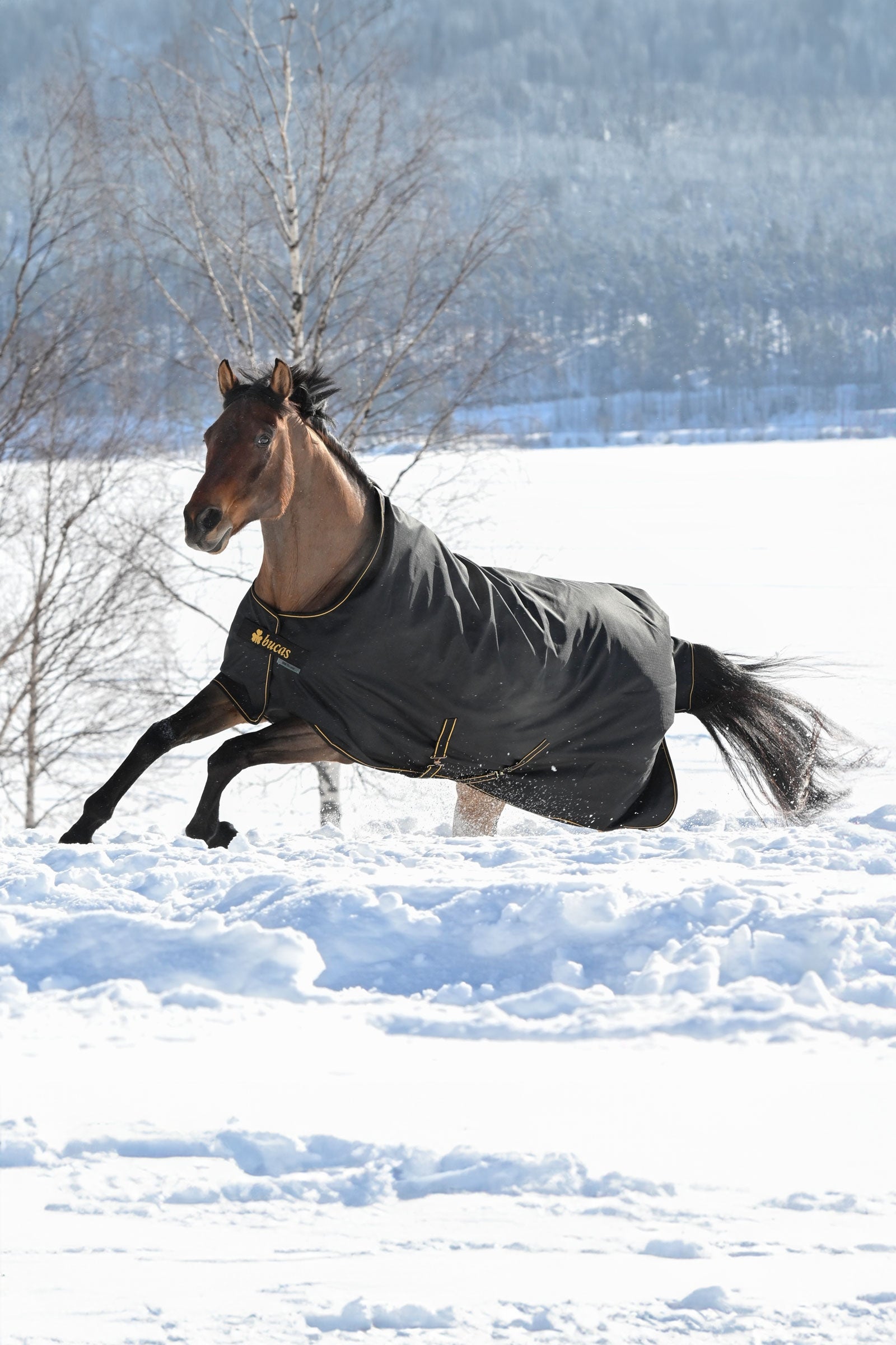 Bucas Irish Weidedecke, 300g Pferdedecken