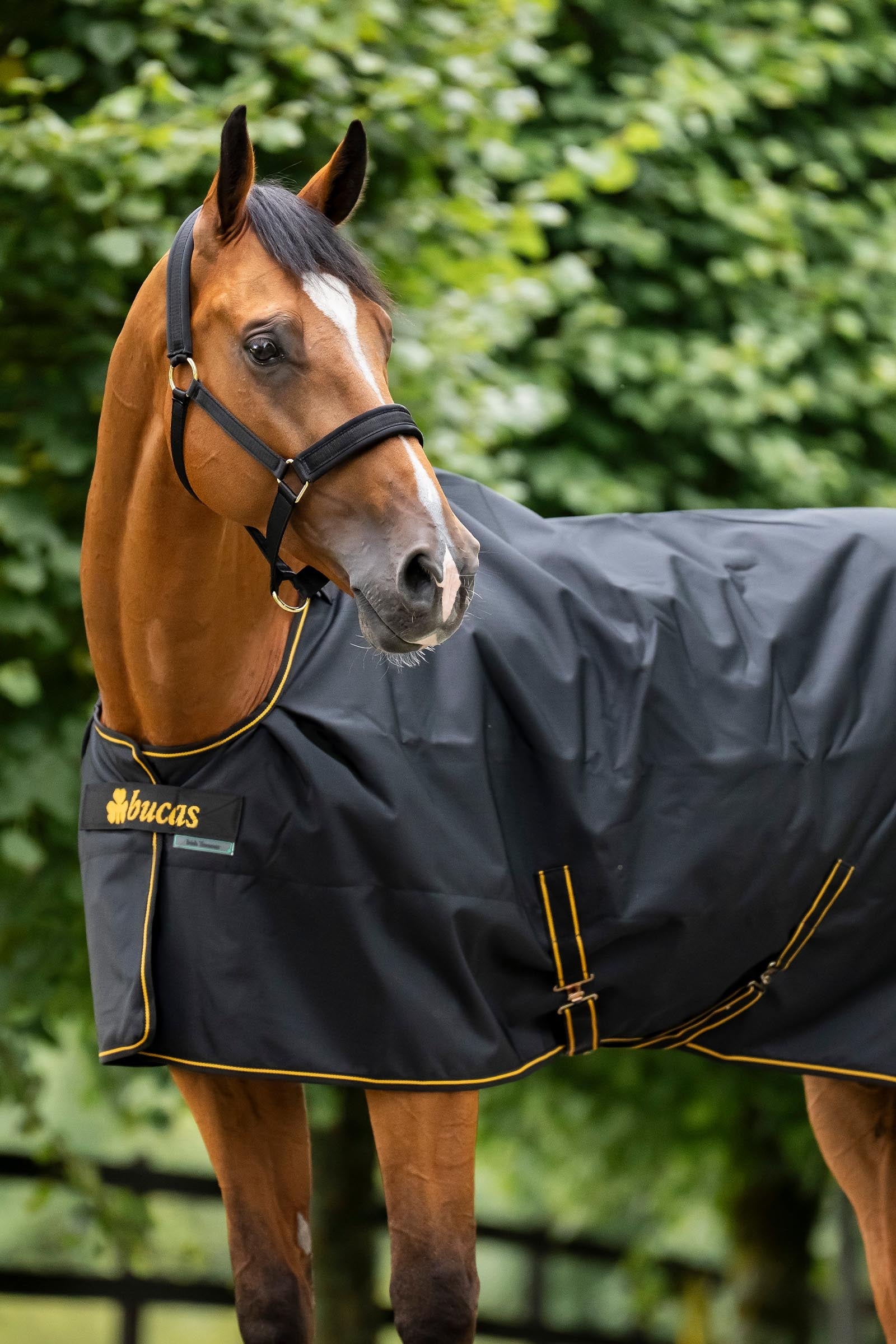 Bucas Irish Turnout Rug, 300g Horse Rugs