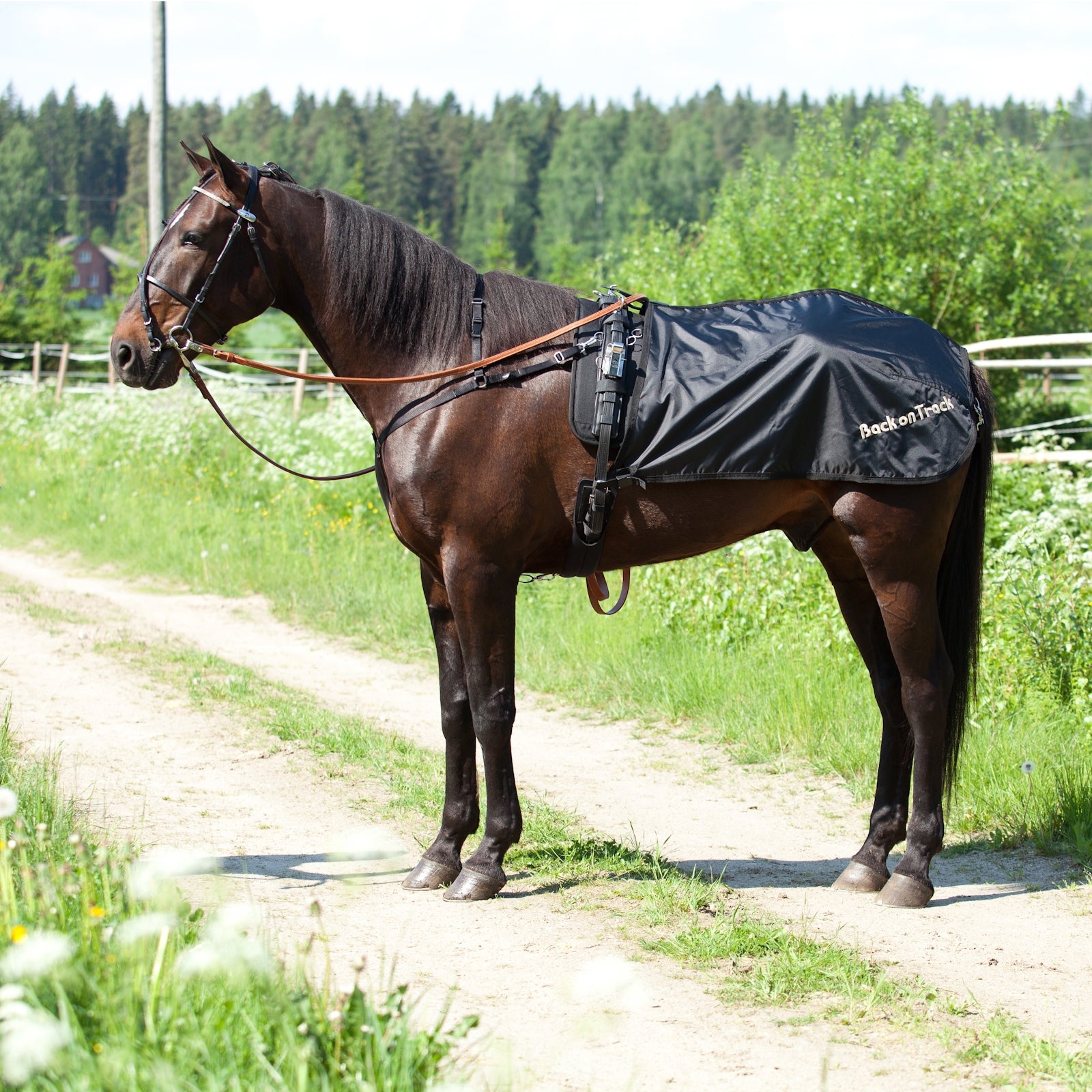 Back on Track Trotting Quarter Sheet, Swedish Model Horse Rugs