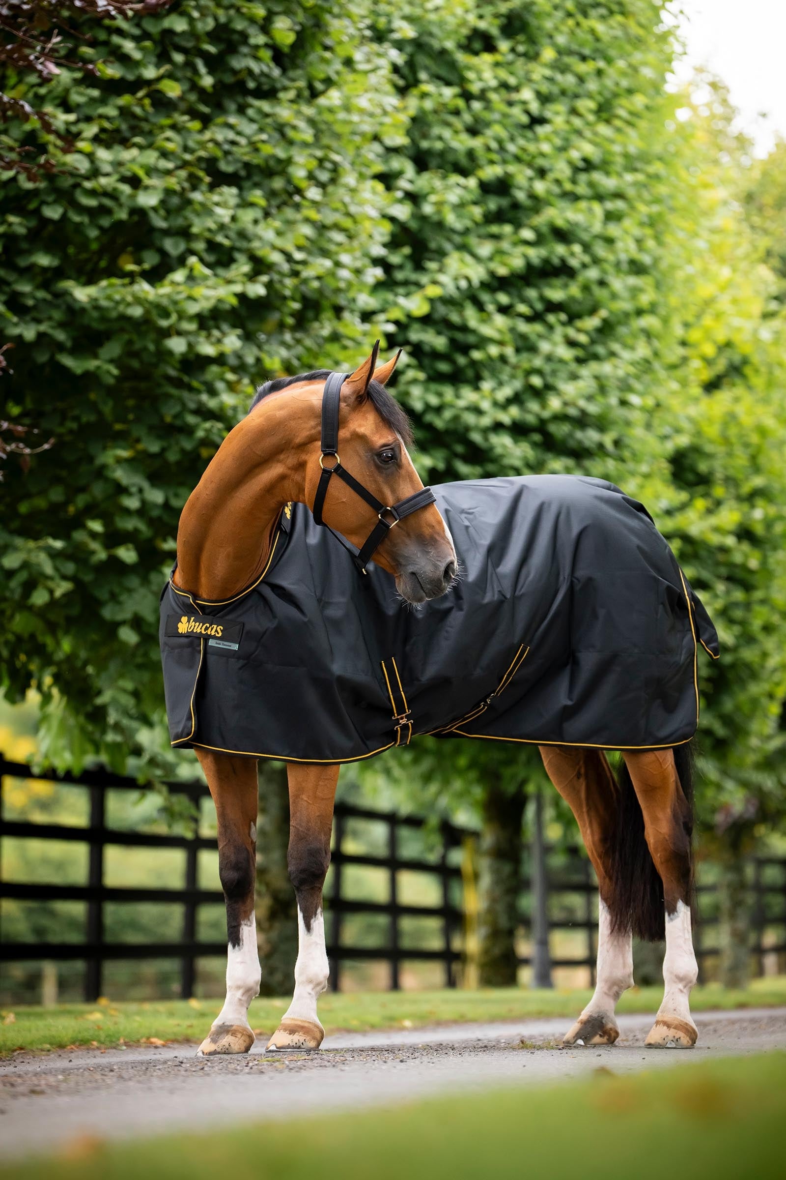 Bucas Irish Turnout Rug, 250g Horse Rugs