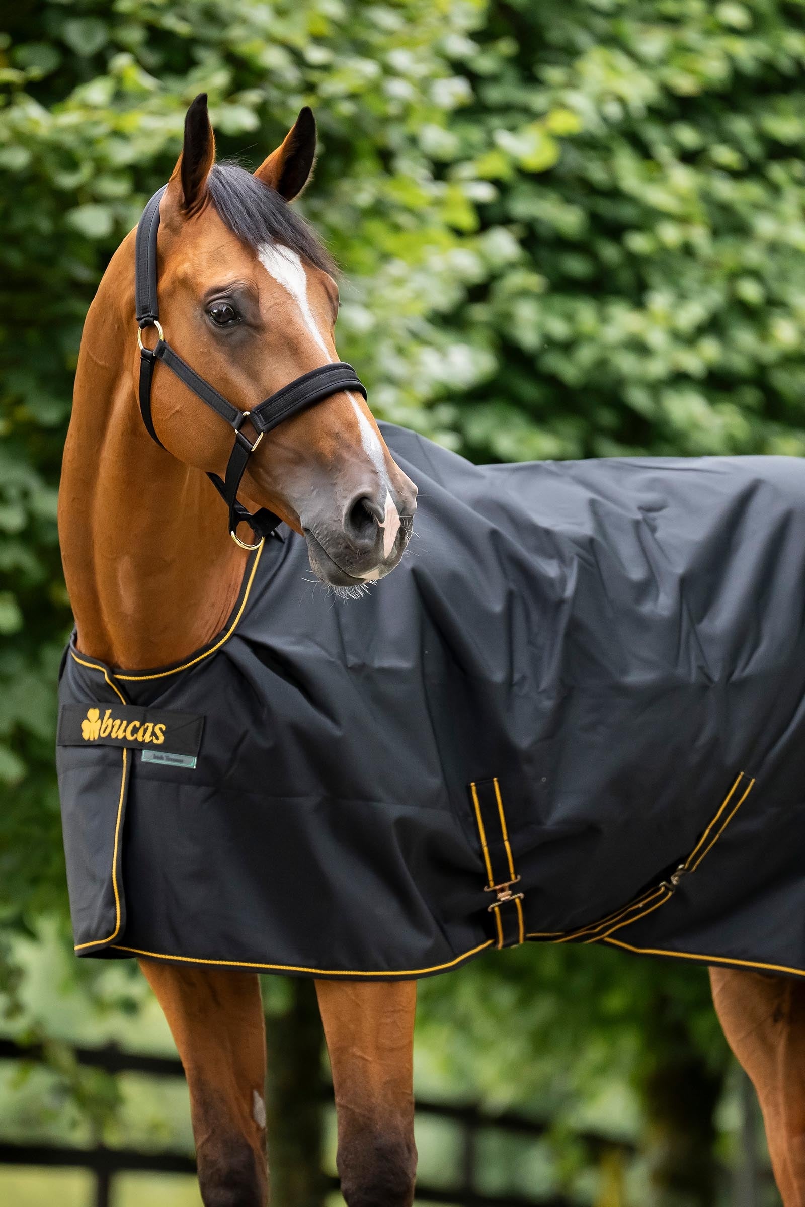 Bucas Irish Turnout Rug, 250g Horse Rugs