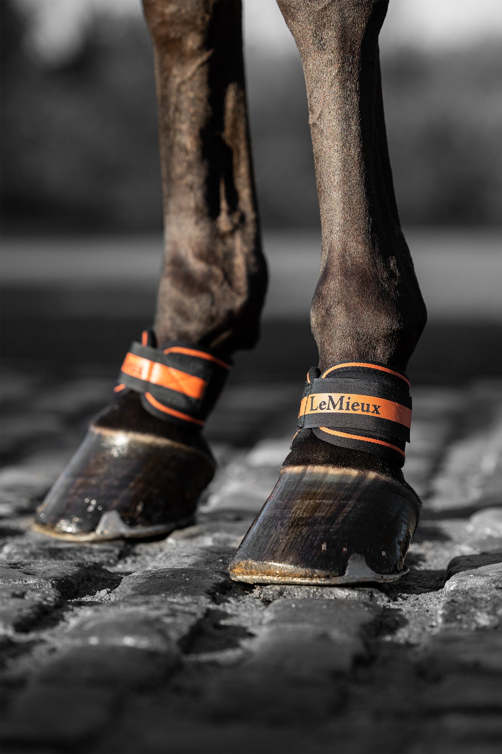 LeMieux Magno Fesselschutz