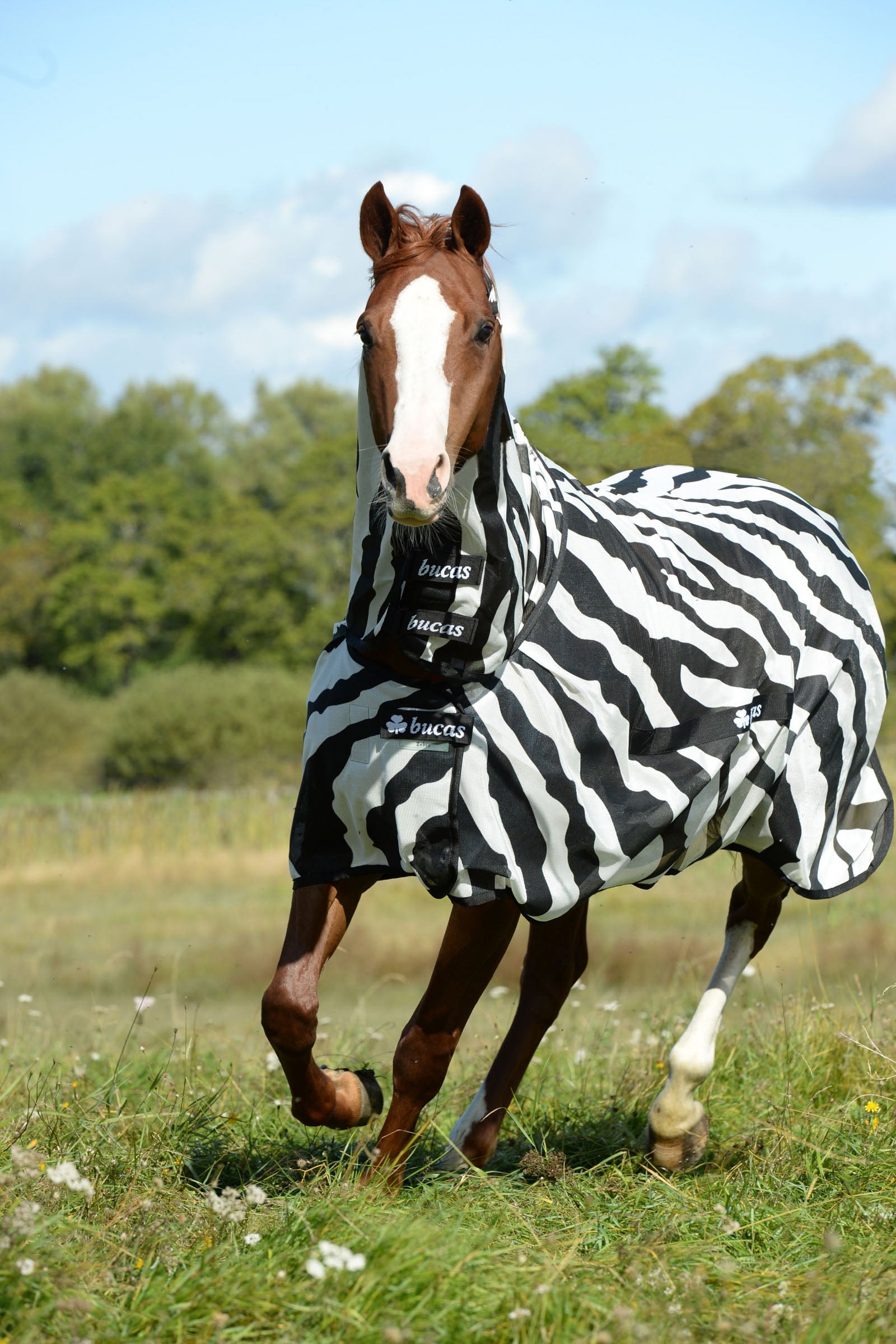 Bucas Buzz Off Zebra Fly Rug with fixed neck Horse Rugs