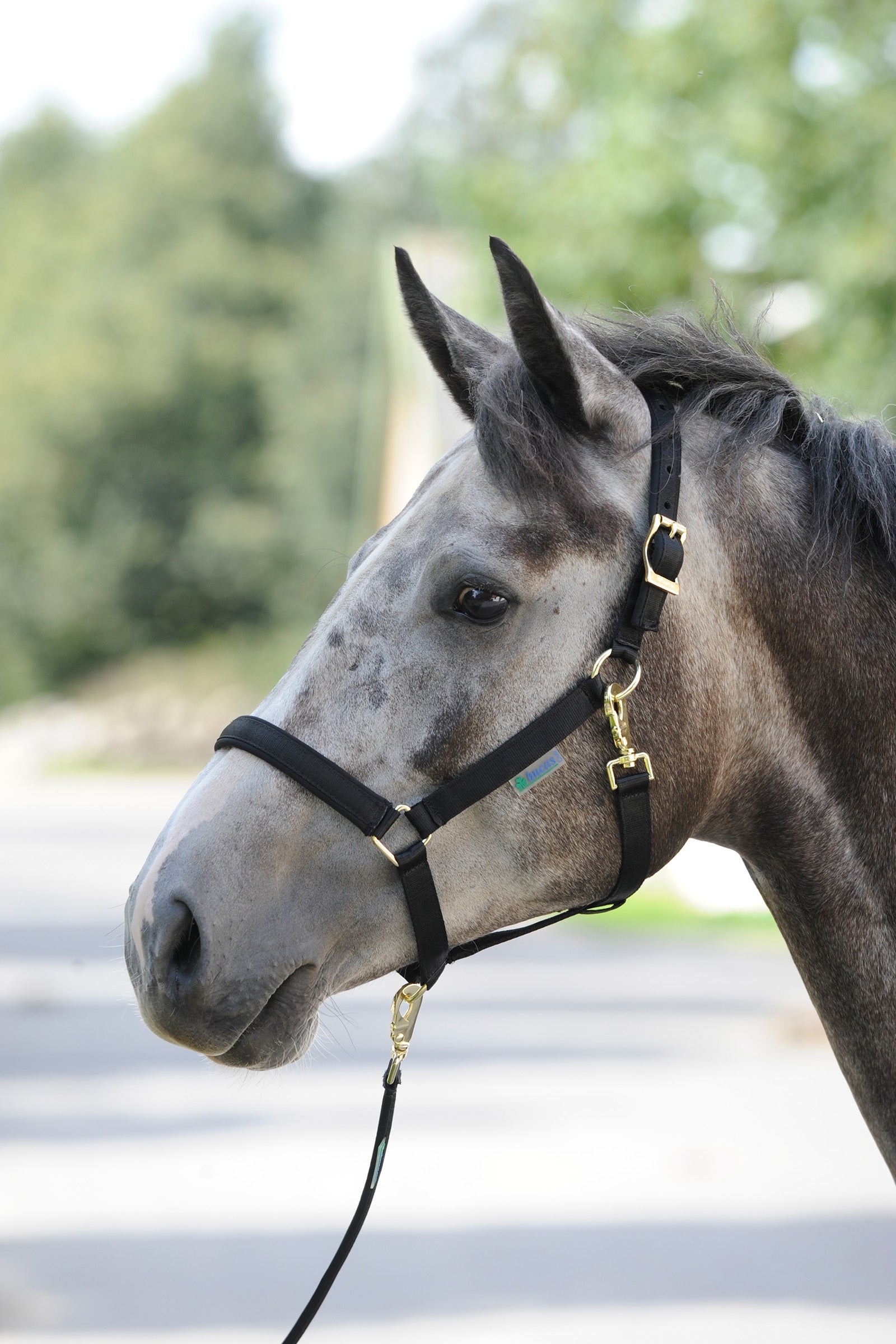 Bucas Dublin Gepolstertes Halfter Halfter & Stricke