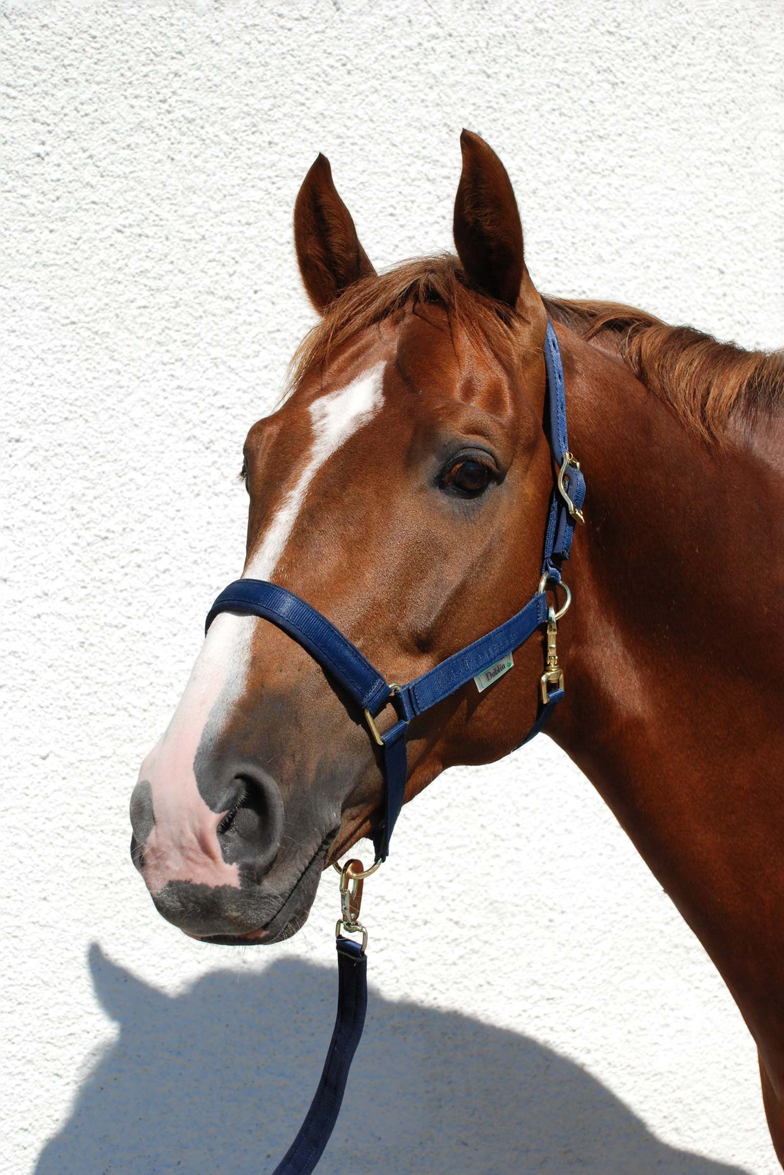 Bucas Dublin Gepolstertes Halfter Halfter & Stricke