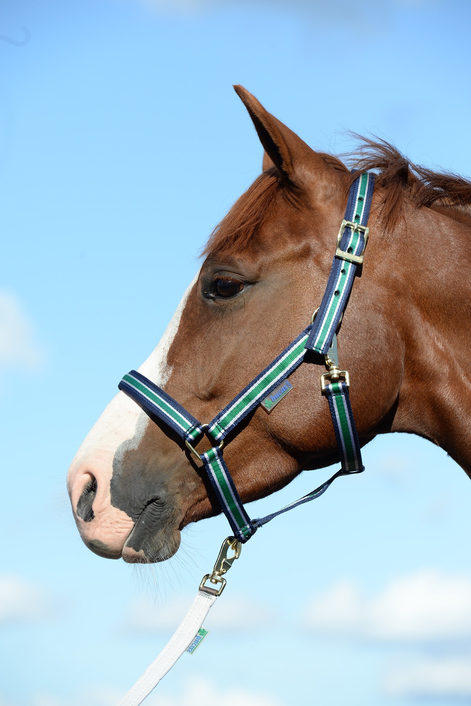 Bucas Dublin Gepolstertes Halfter Halfter & Stricke