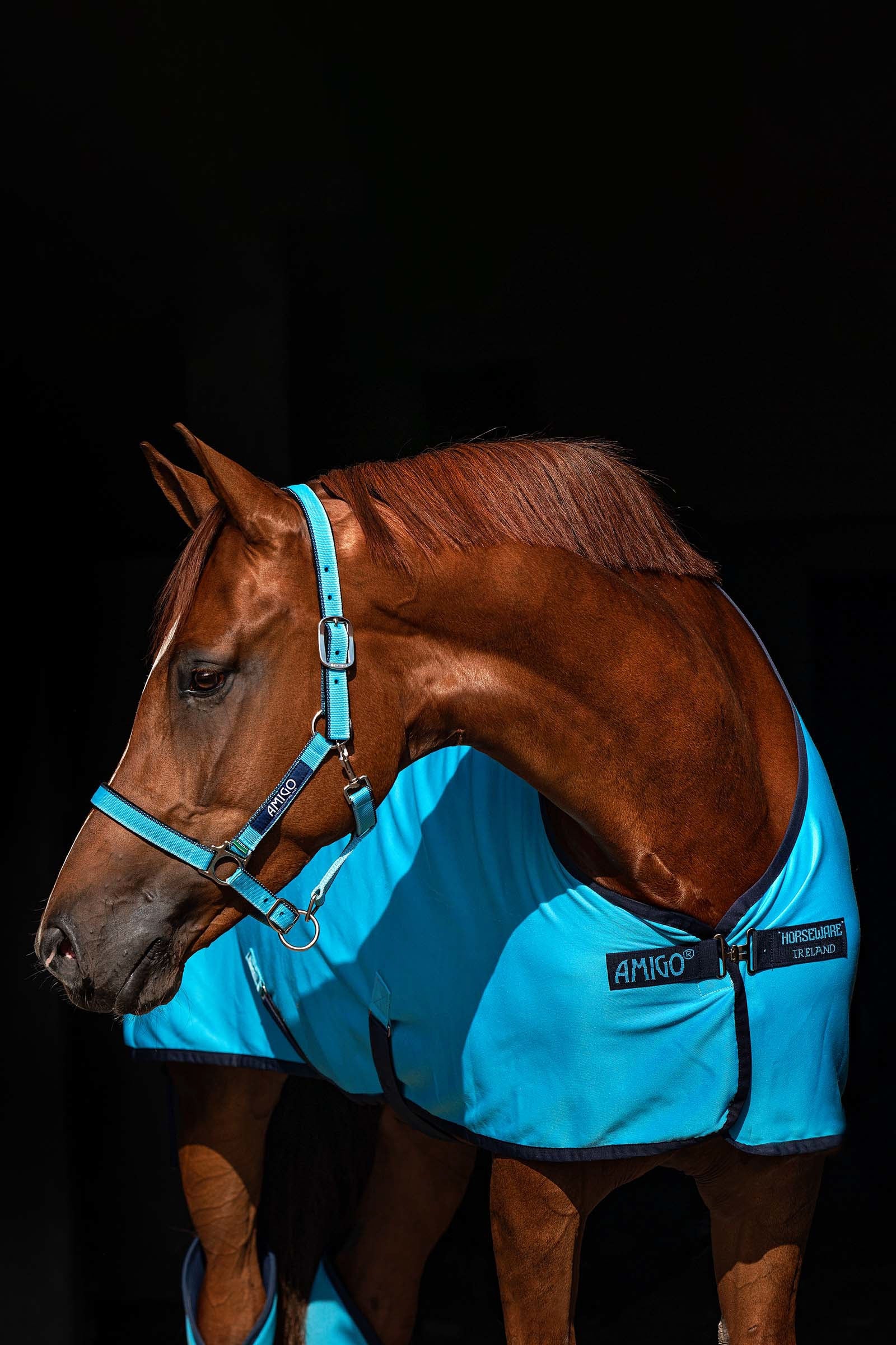 Horseware Amigo Halfter Halfter & Stricke