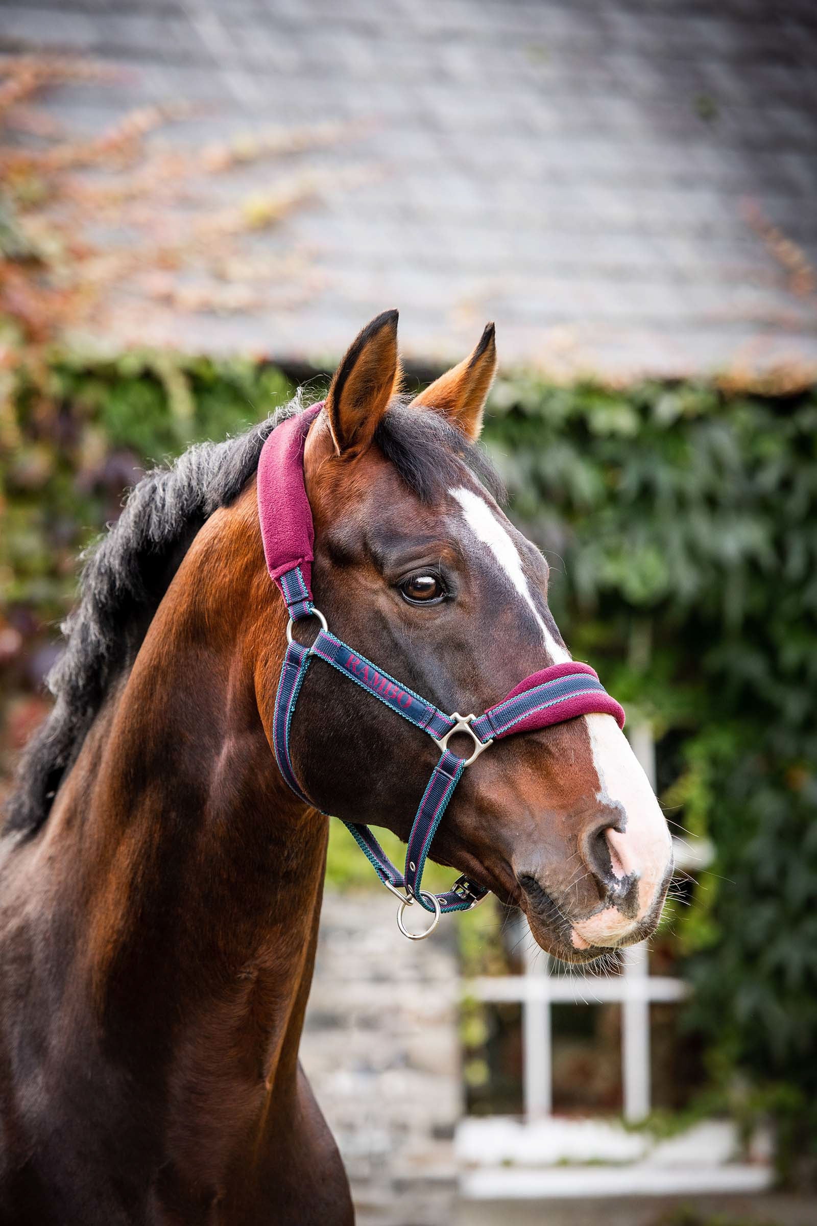 Horseware Rambo gepolstertes Halfter Halfter & Stricke