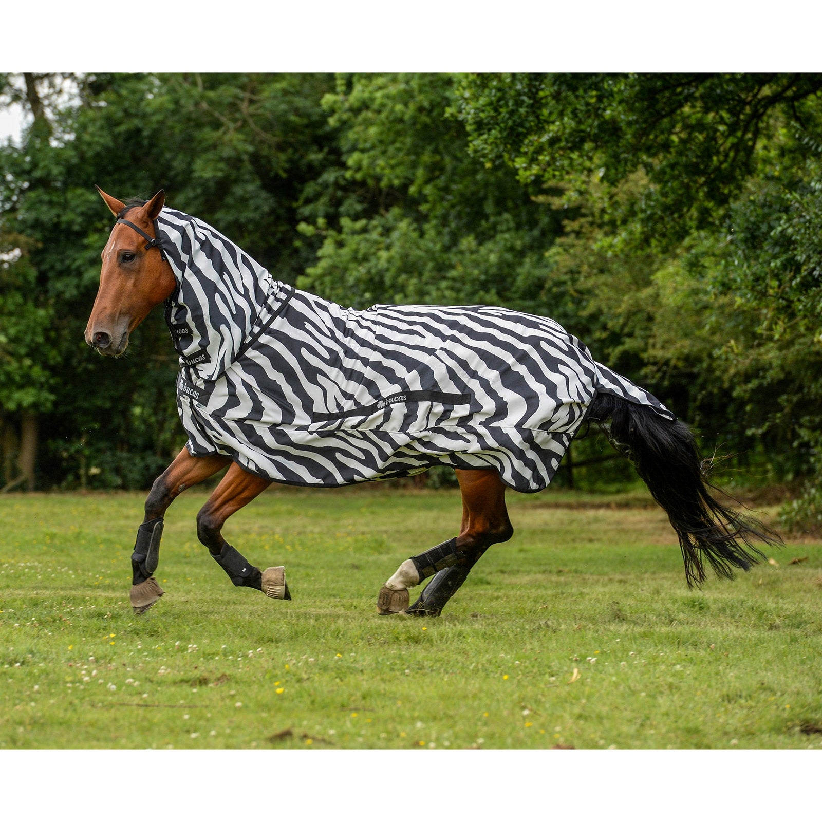 Bucas Sweet-itch Zebra Eczema Rug Pony with fixed Neck Horse Rugs
