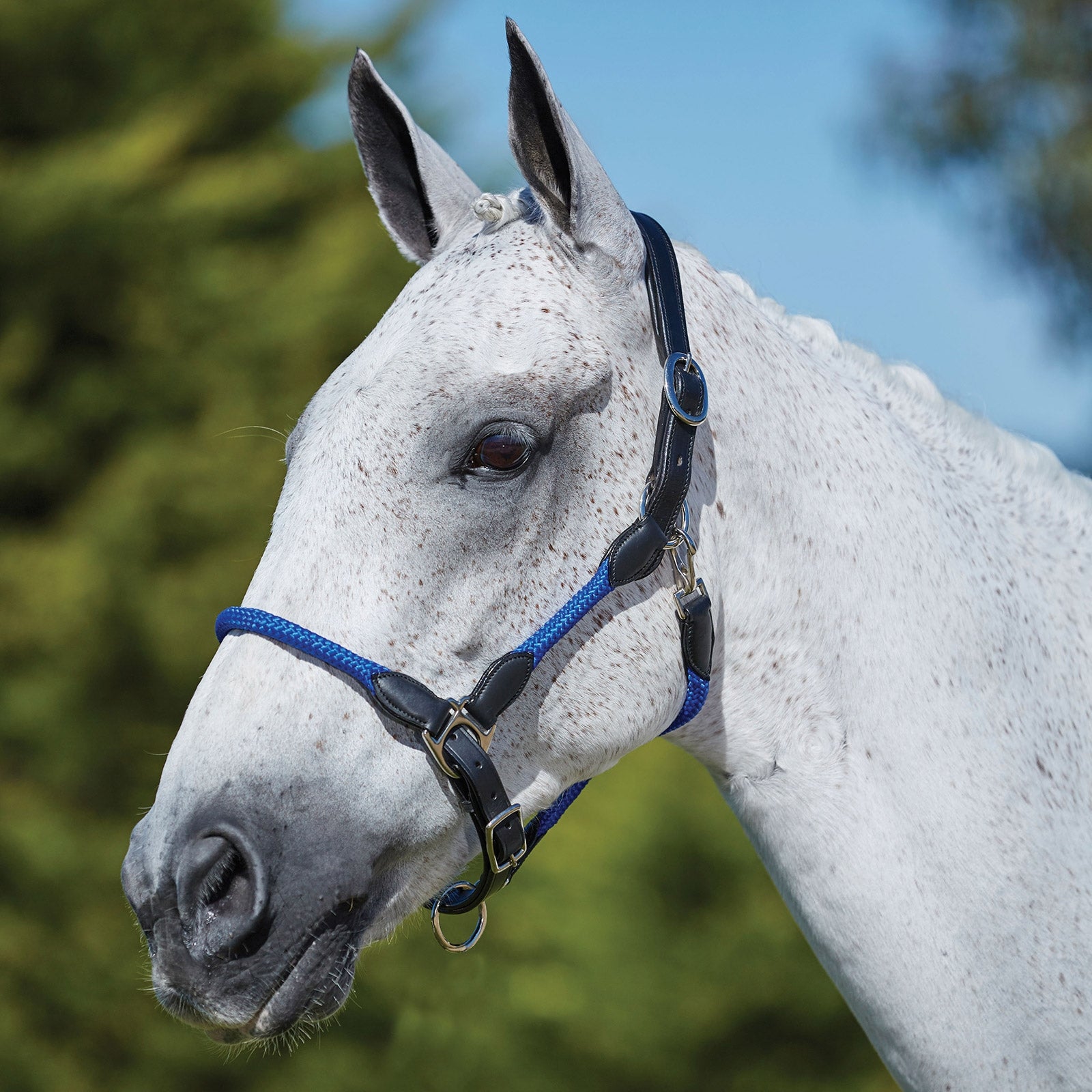 Kincade Lederhalfter mit Seil Halfter & Stricke