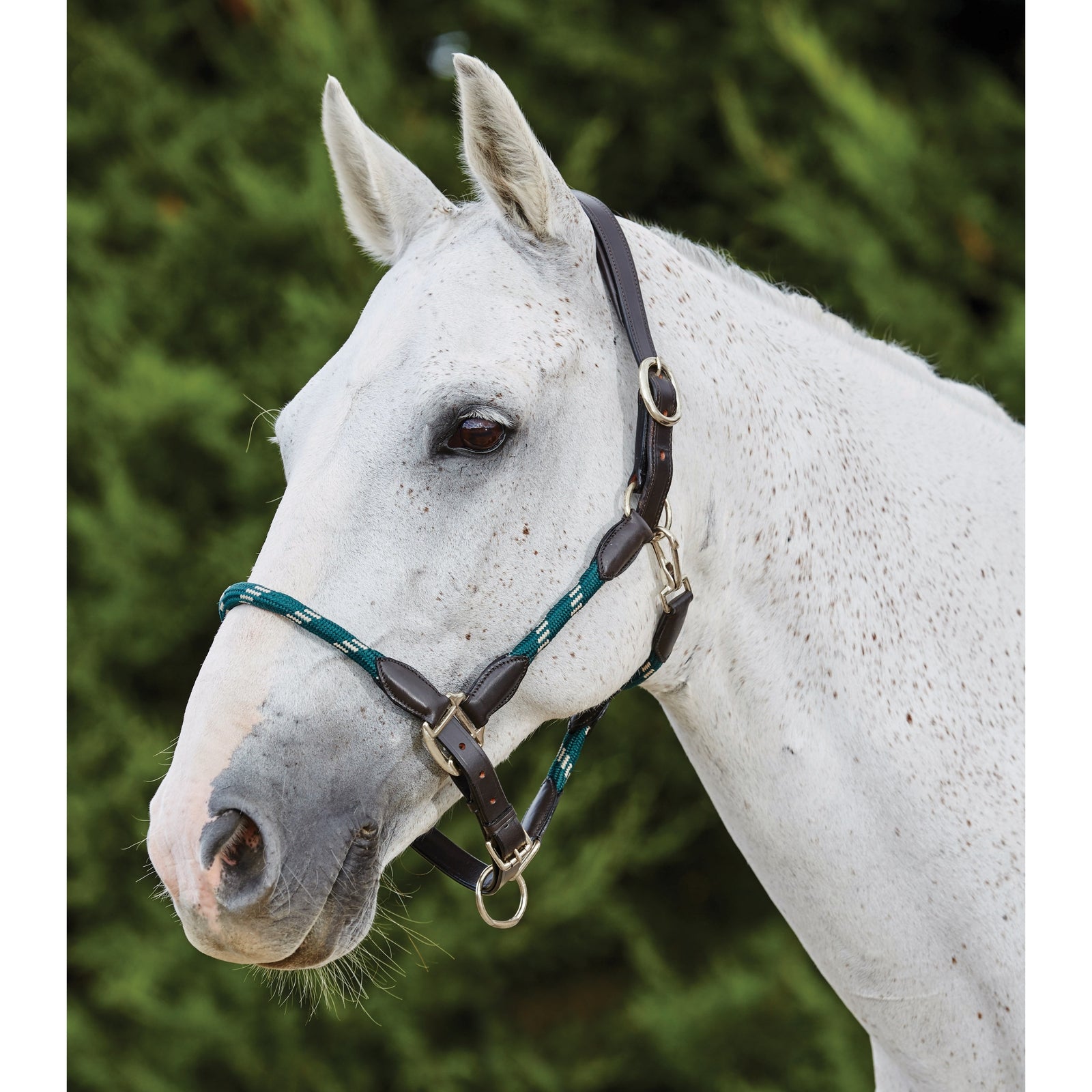 Kincade Lederhalfter mit Seil Halfter & Stricke