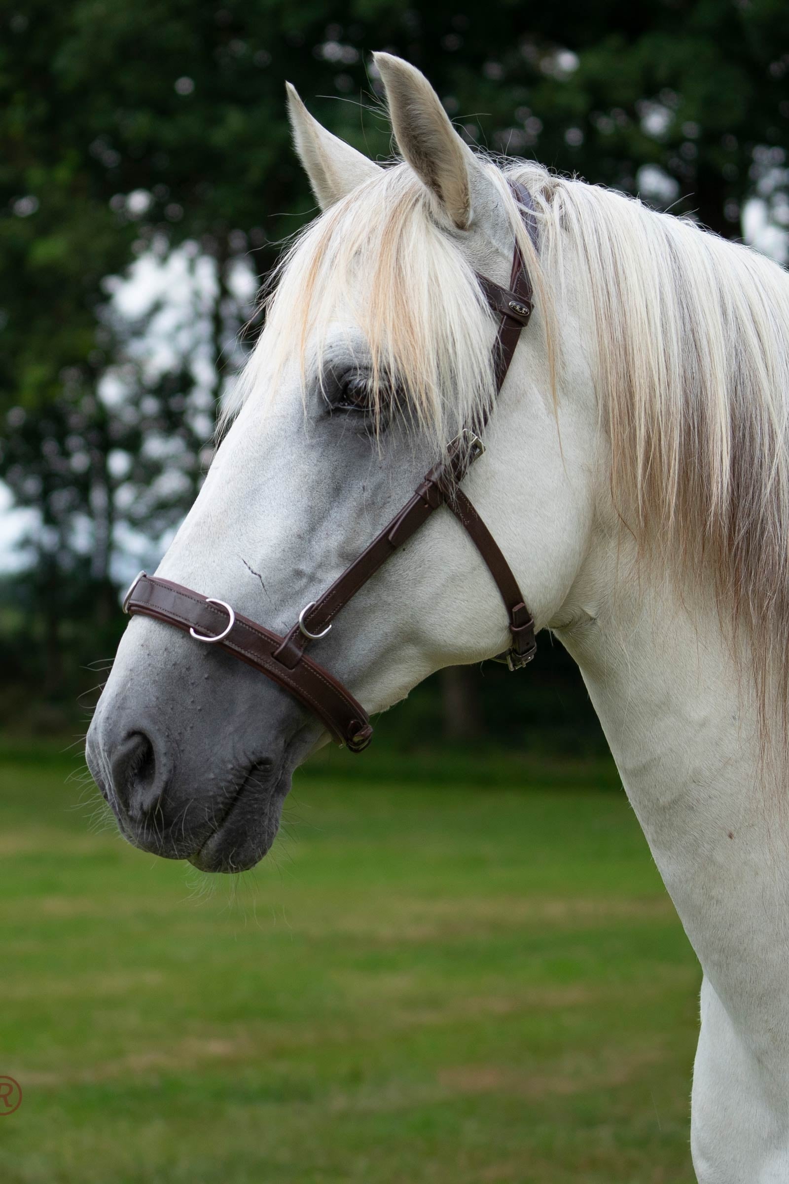 F.R.A. Freedom Riding Articles Baro Cavesson, Leather Bridles & Reins