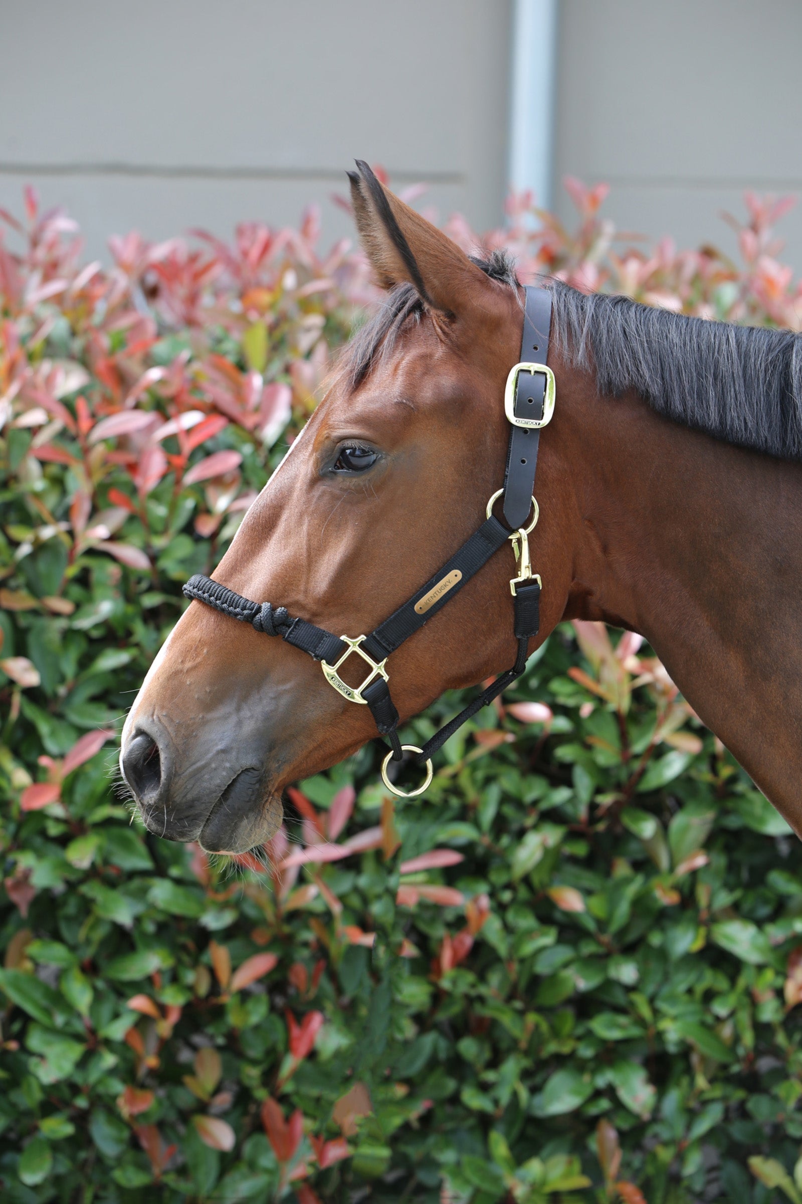 Kentucky Horsewear Control Halfter Halfter & Stricke