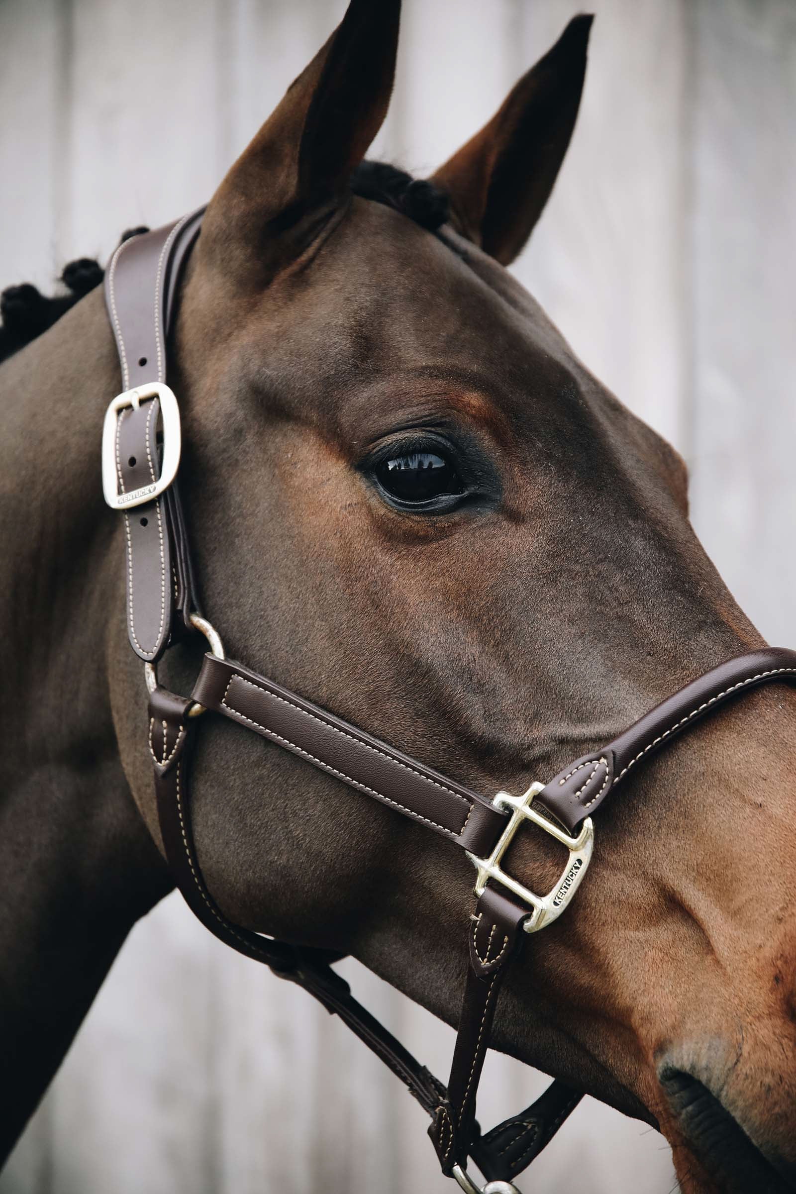 Kentucky Horsewear Anatomic Leather Halter Halters & Leads