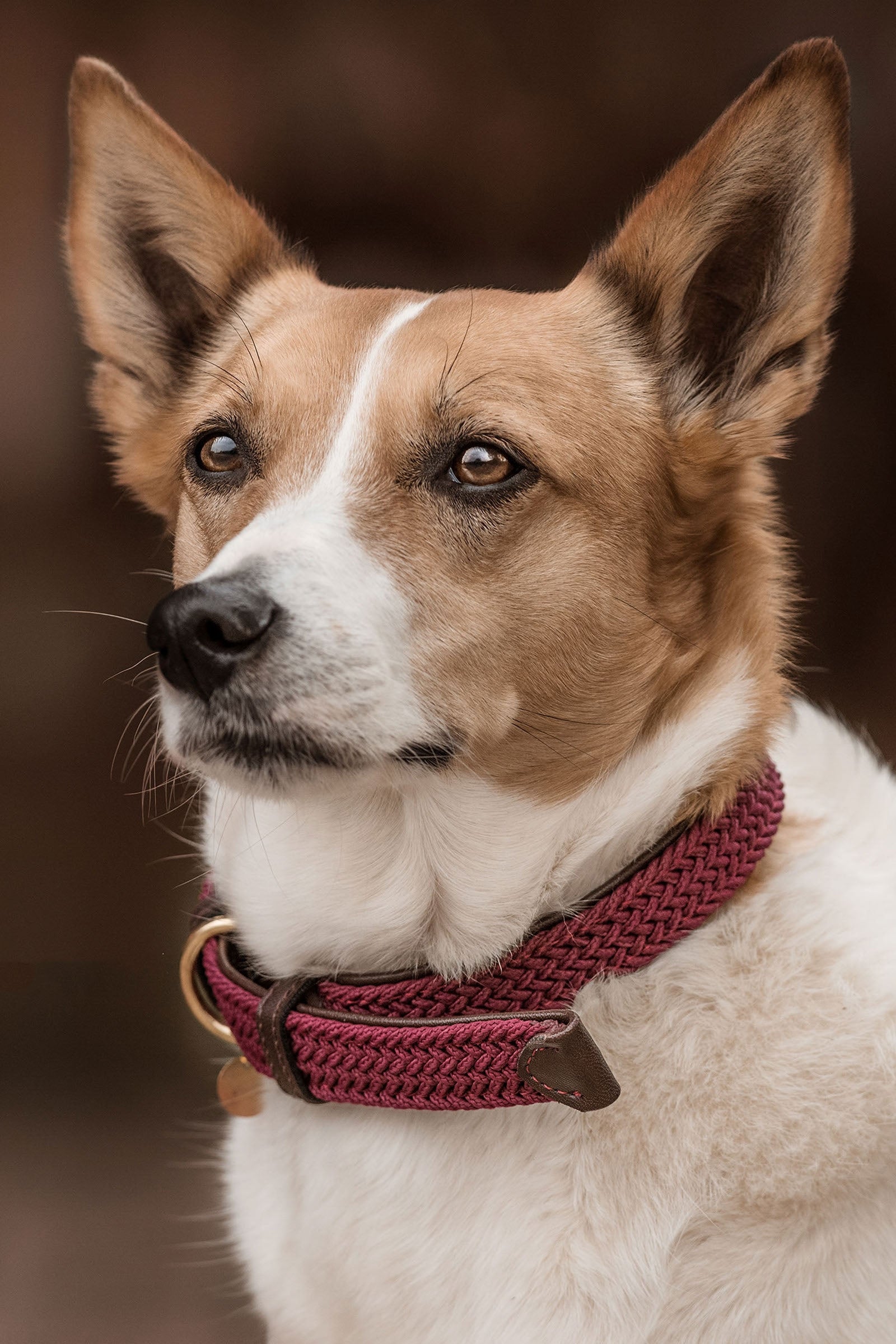 Kentucky Dogwear Geflochtenes Nylon Hundehalsband Hund