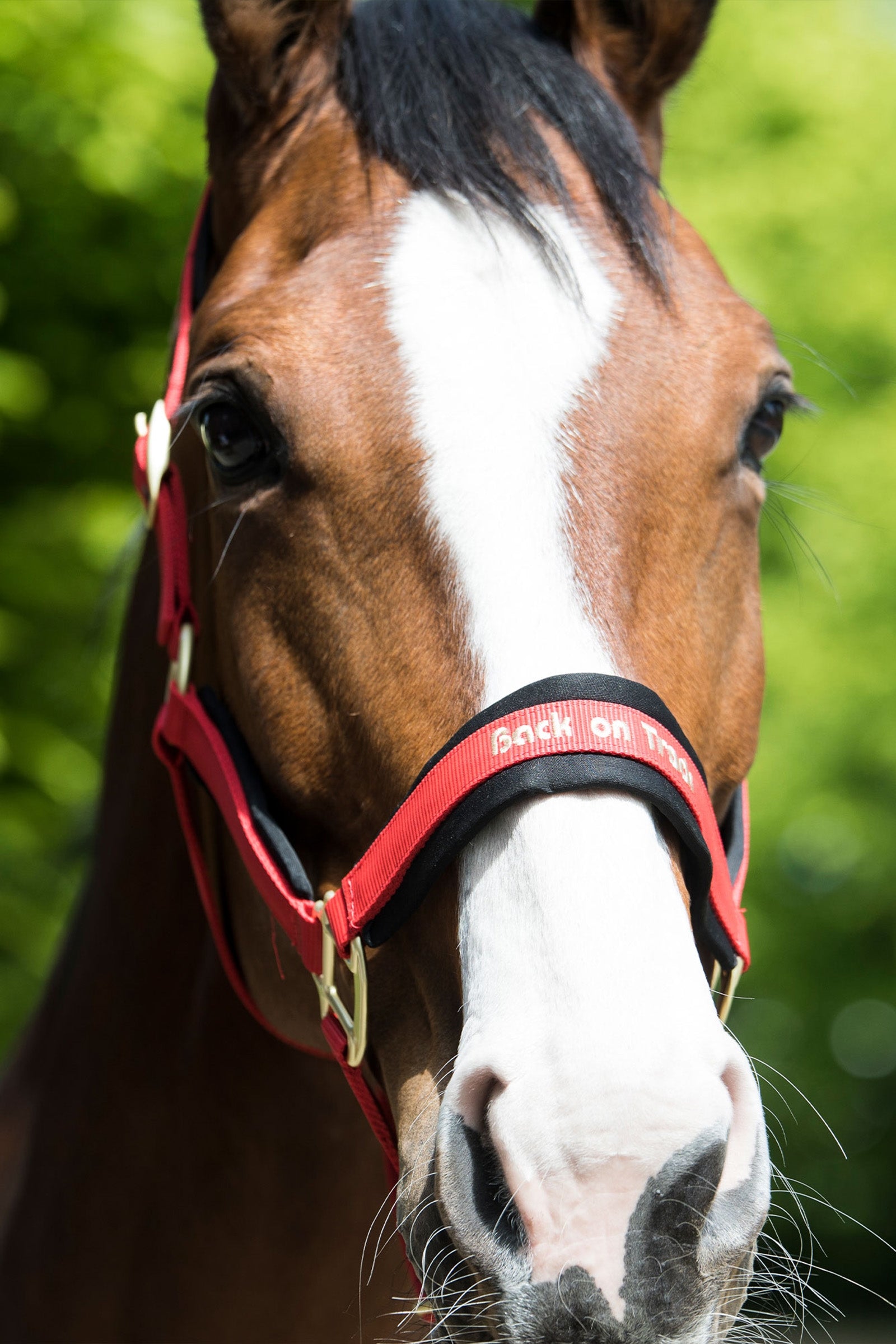 Back on Track Werano Halter Halters & Leads