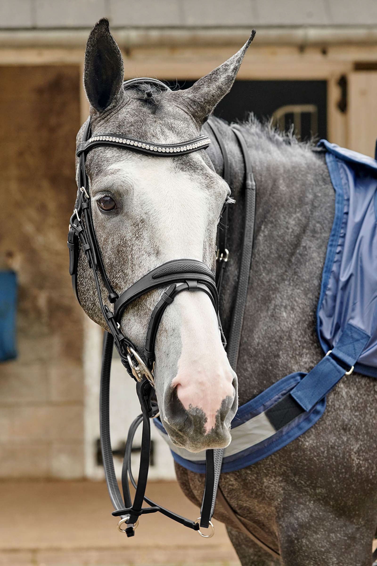 John Whitaker Chicago perforierte Trense mit Glitzer Trensenzäume & Zügel