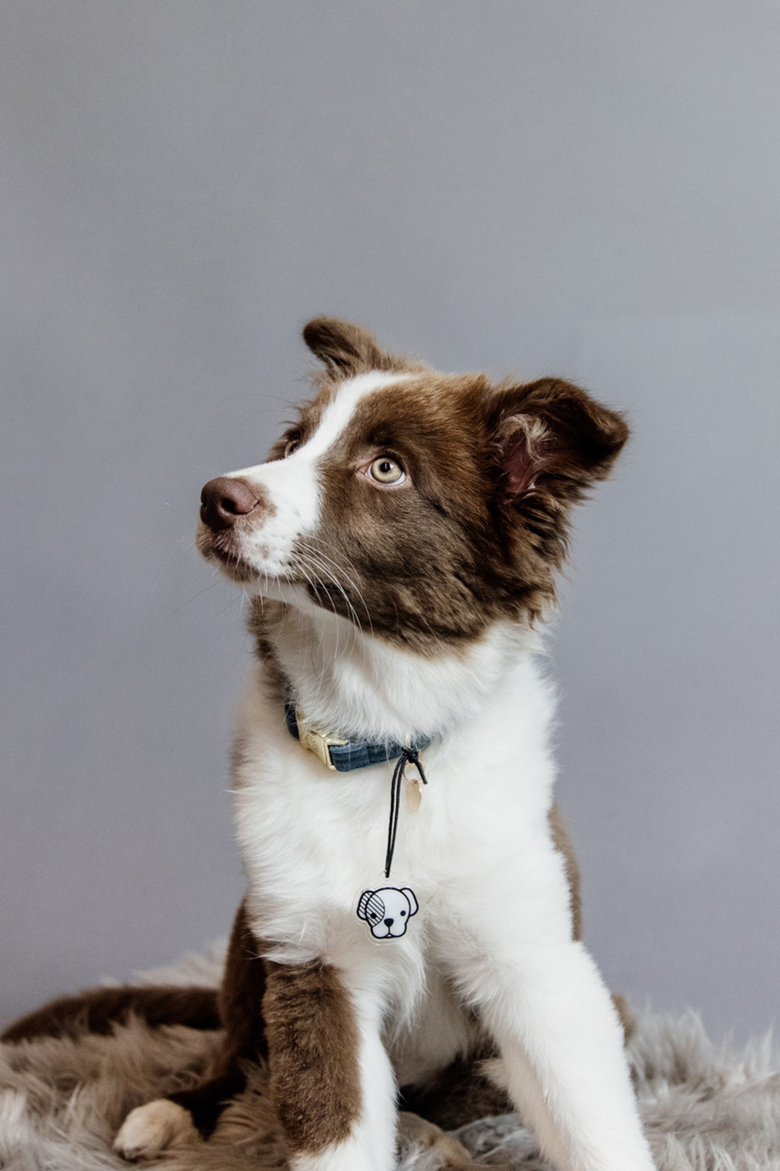 Kentucky Dogwear Hundehalsband Velvet Hund