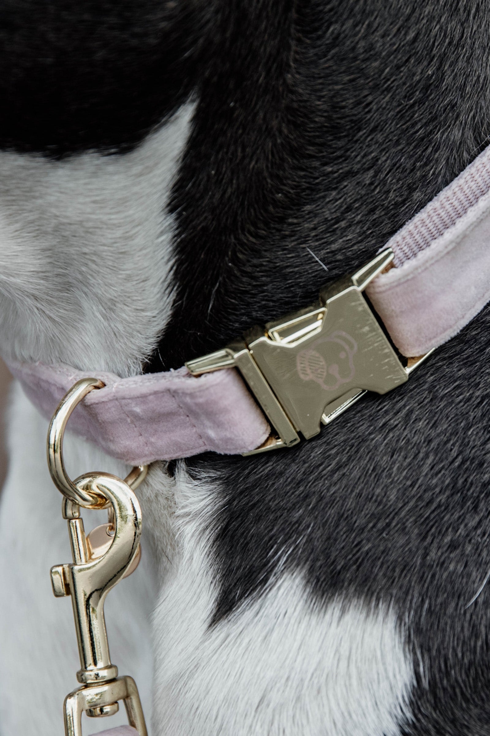 Kentucky Dogwear Dog Collar Velvet Dog Accesories