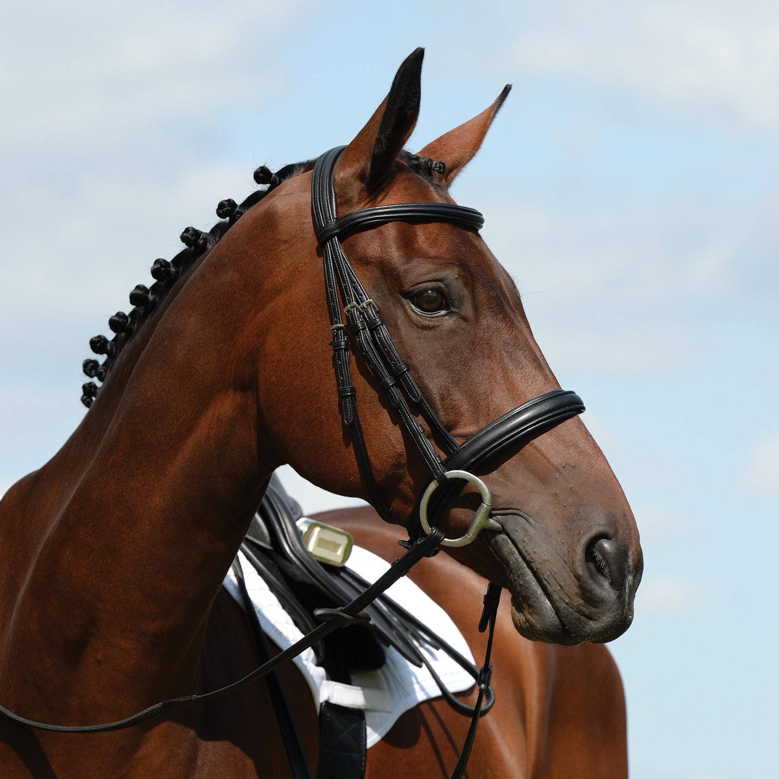 Collegiate Syntovia+ Padded Raised Cavesson Bridle Trensenzäume & Zügel