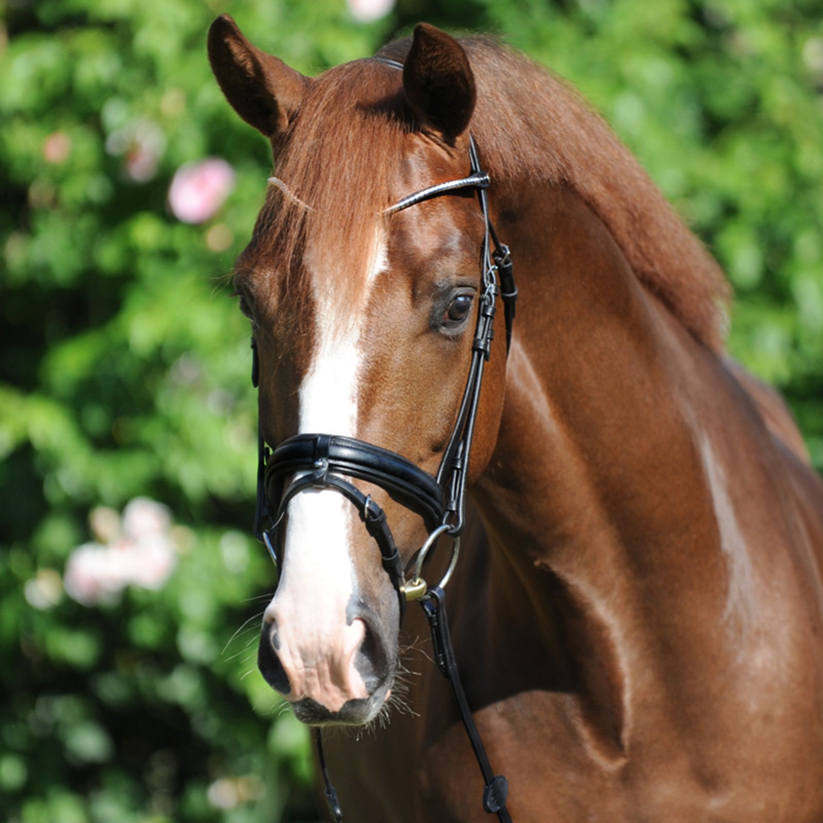 Kavalkade Clinchesse Bridle Bridles & Reins