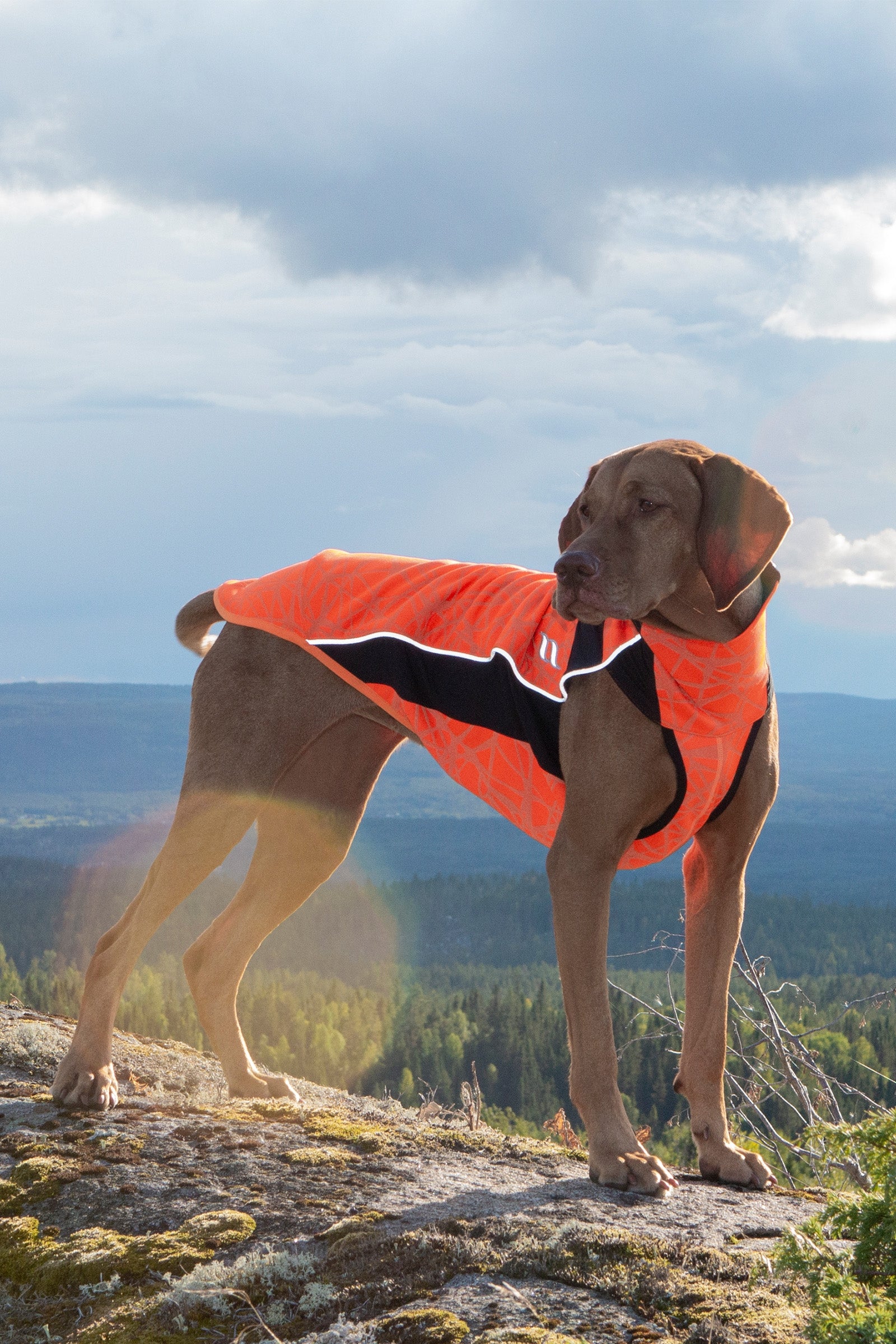 Back on Track Eddie High-Visibility Pullover, 60-70cm Hund