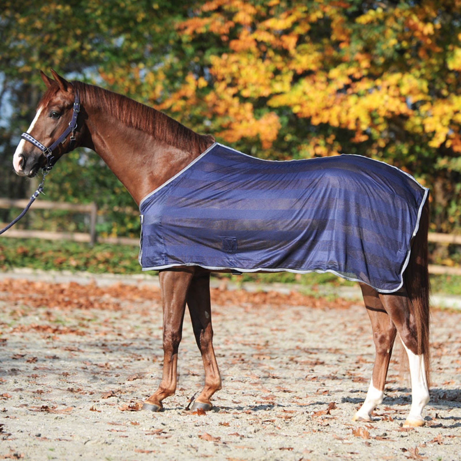 Kavalkade Stripe Fly Rug Horse Rugs