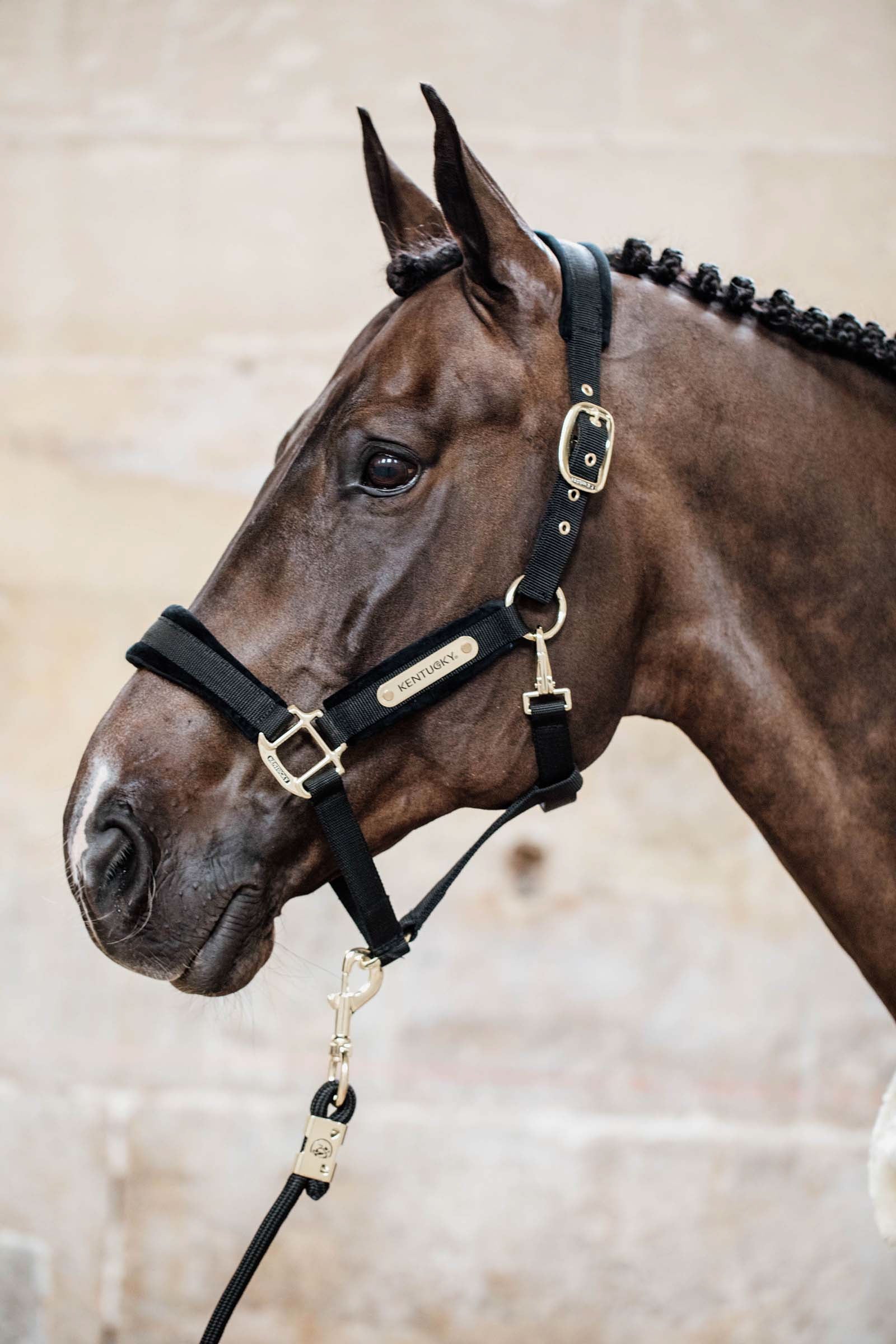 Kentucky Horsewear Velvet Halter Halters & Leads