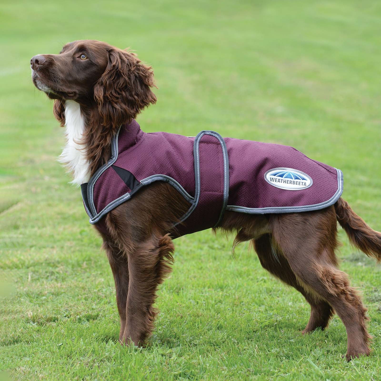 Weatherbeeta Comfitec Premier Free Parka Deluxe Hundemantel, 220g Hund