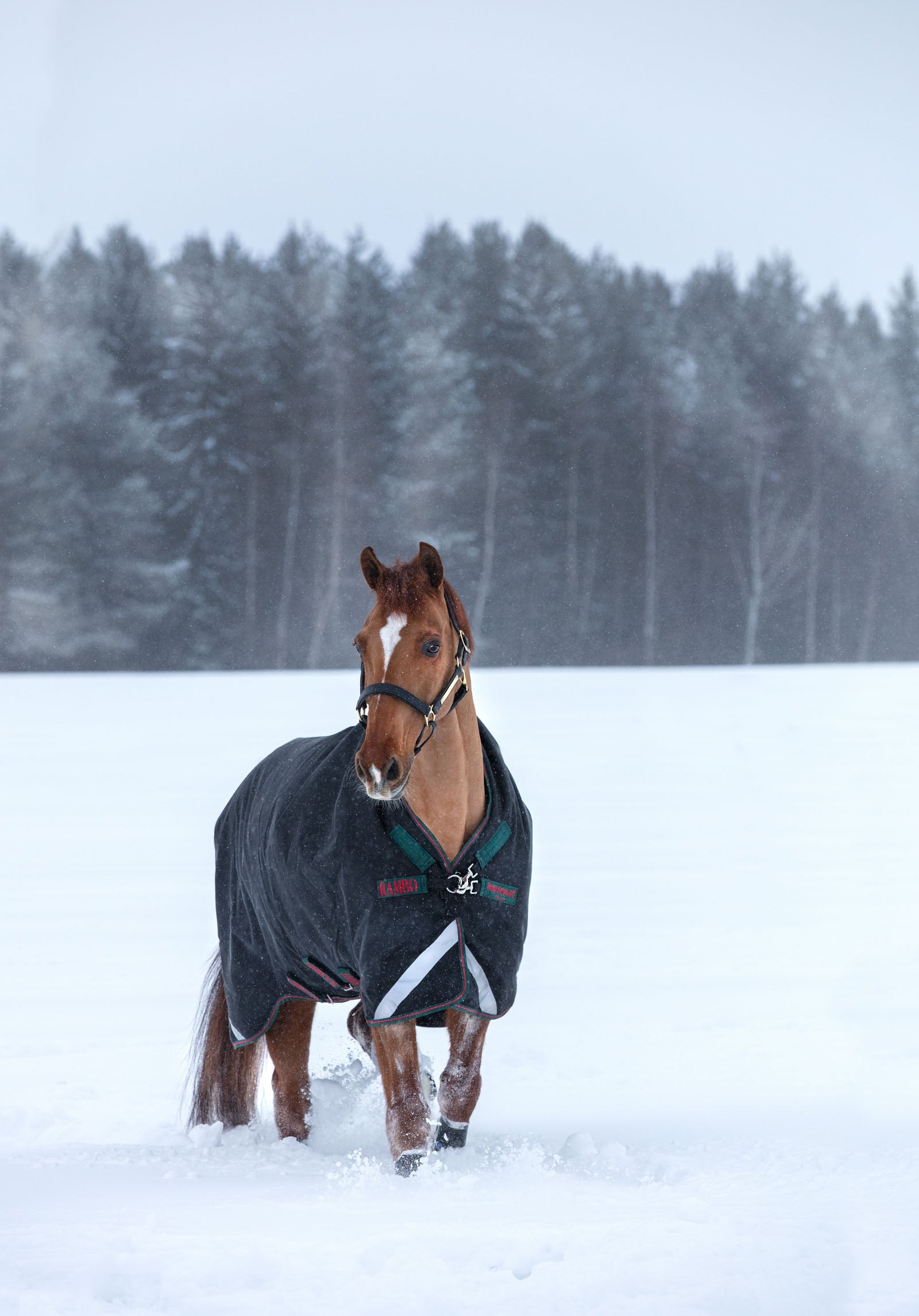 Horseware Rambo Wug Heavy Turnout, 400g Horse Rugs