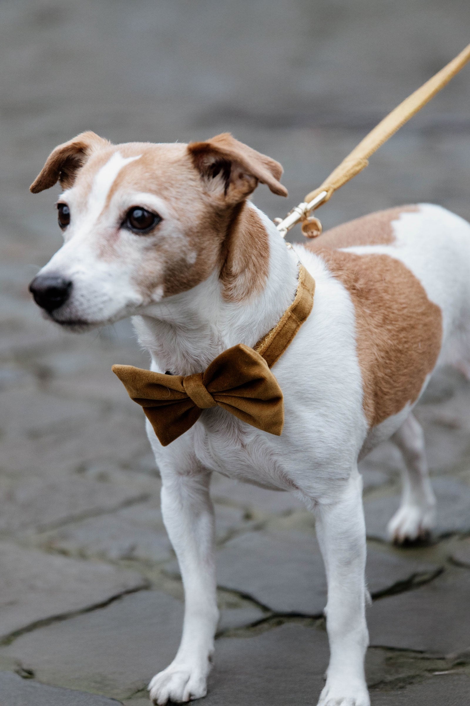 Kentucky Dogwear Velvet Bow Tie Dog Accesories