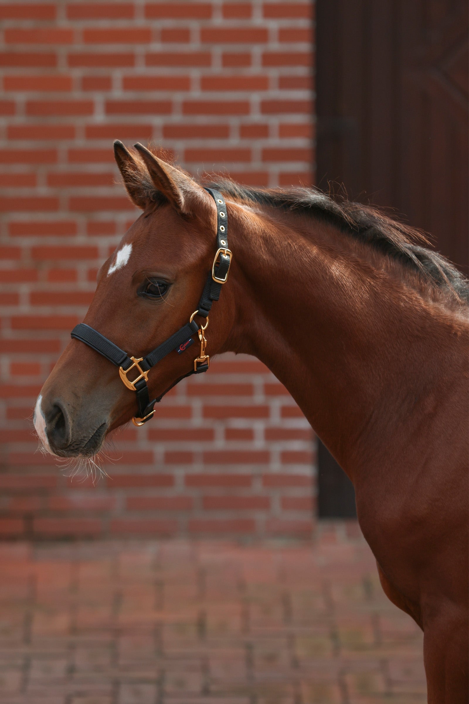 Covalliero TopLine Fohlenhalfter Halfter & Stricke