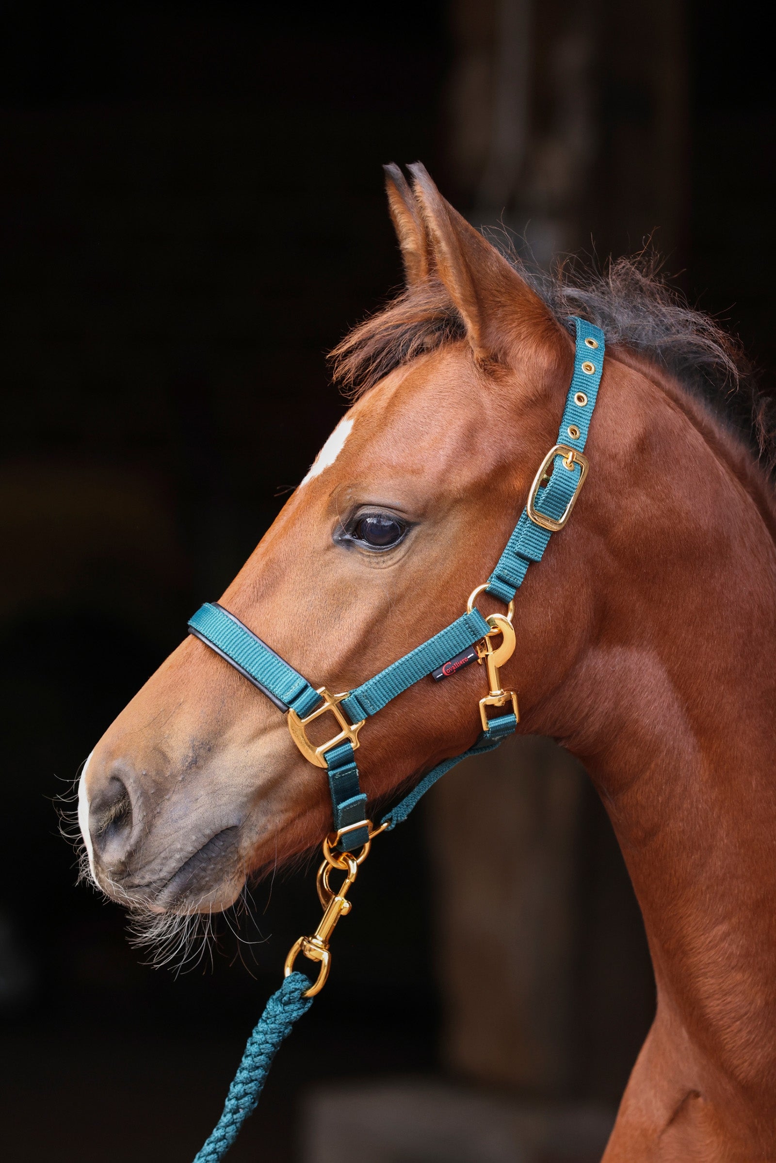 Covalliero TopLine Fohlenhalfter Halfter & Stricke
