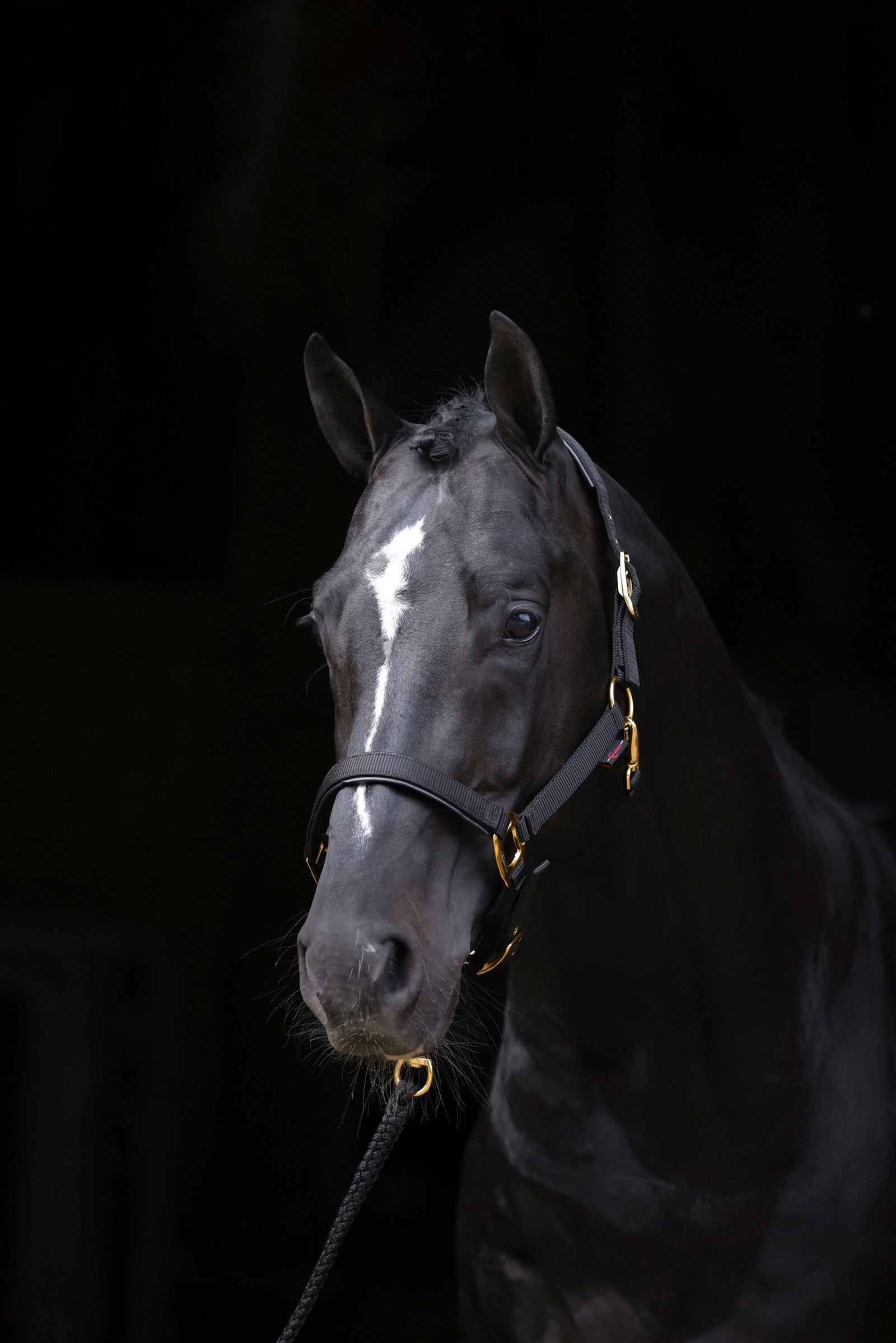 Covalliero TopLine Halfter Halfter & Stricke