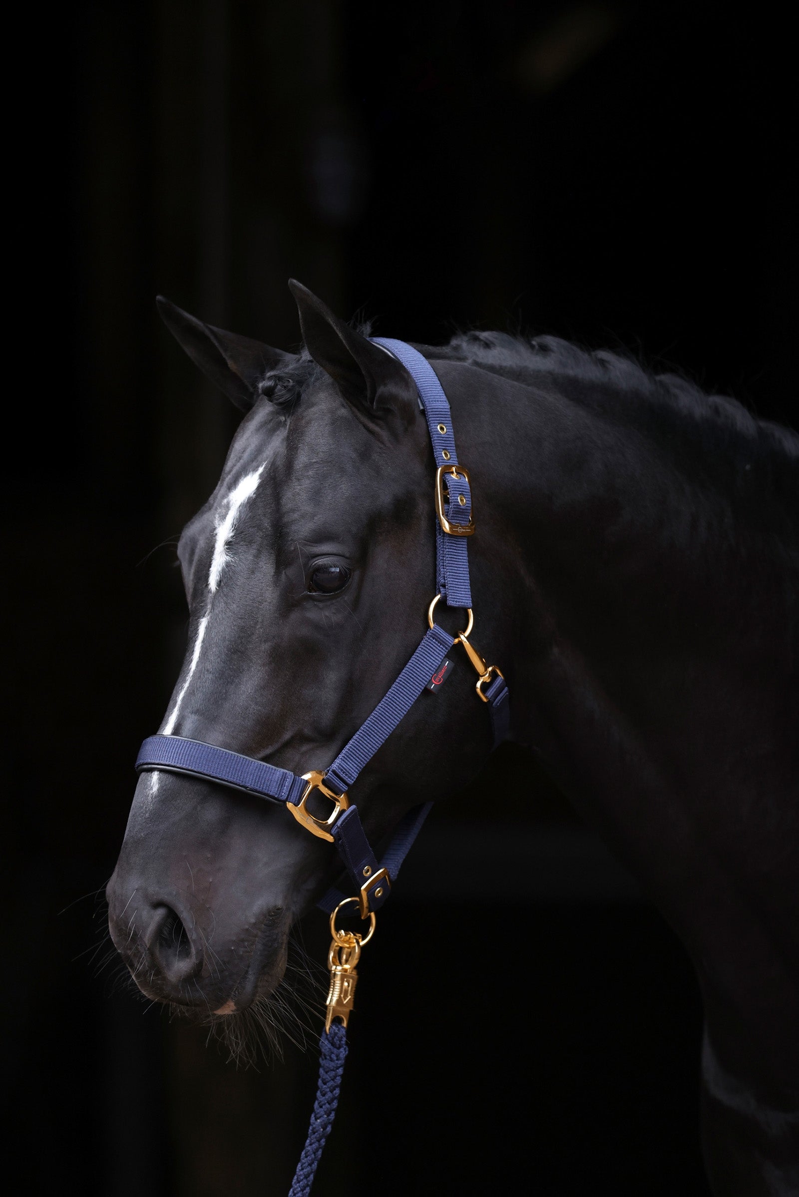 Covalliero TopLine Halter Halters & Leads