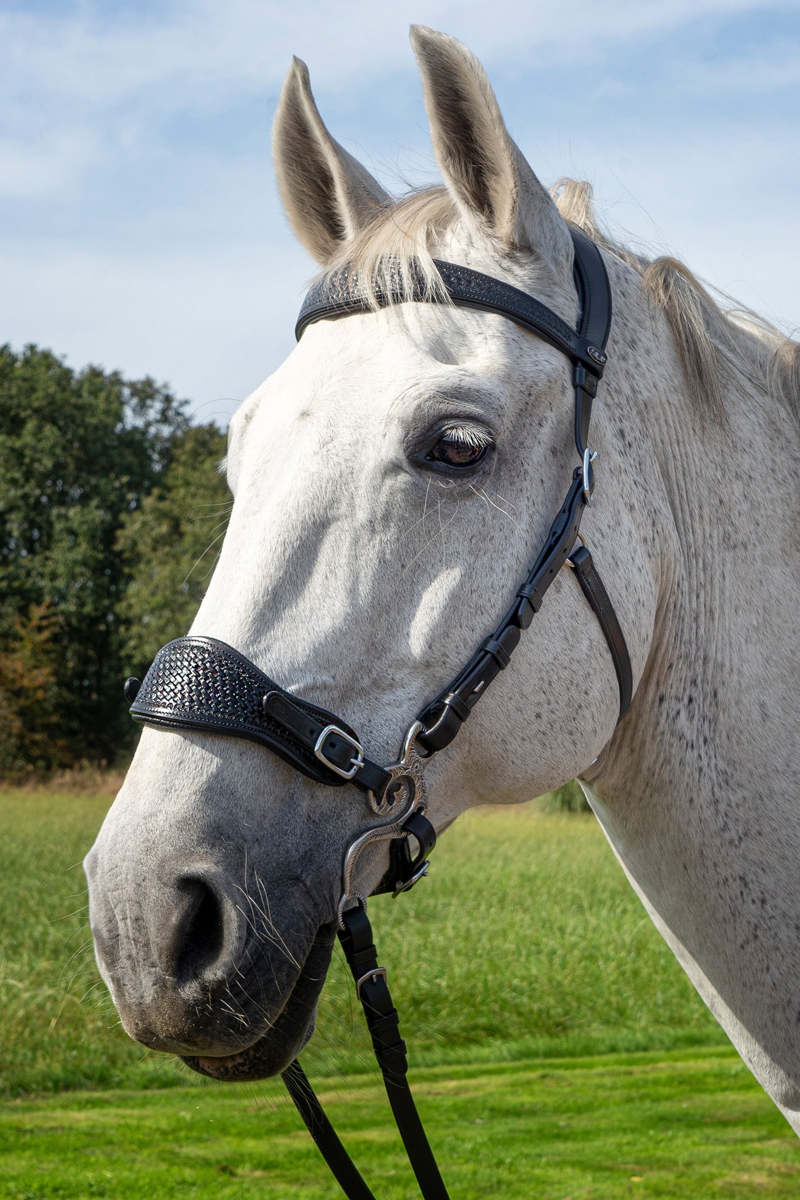 F.R.A. Freedom Riding Articles Fiore Hackamore (System 2) Horse Bits